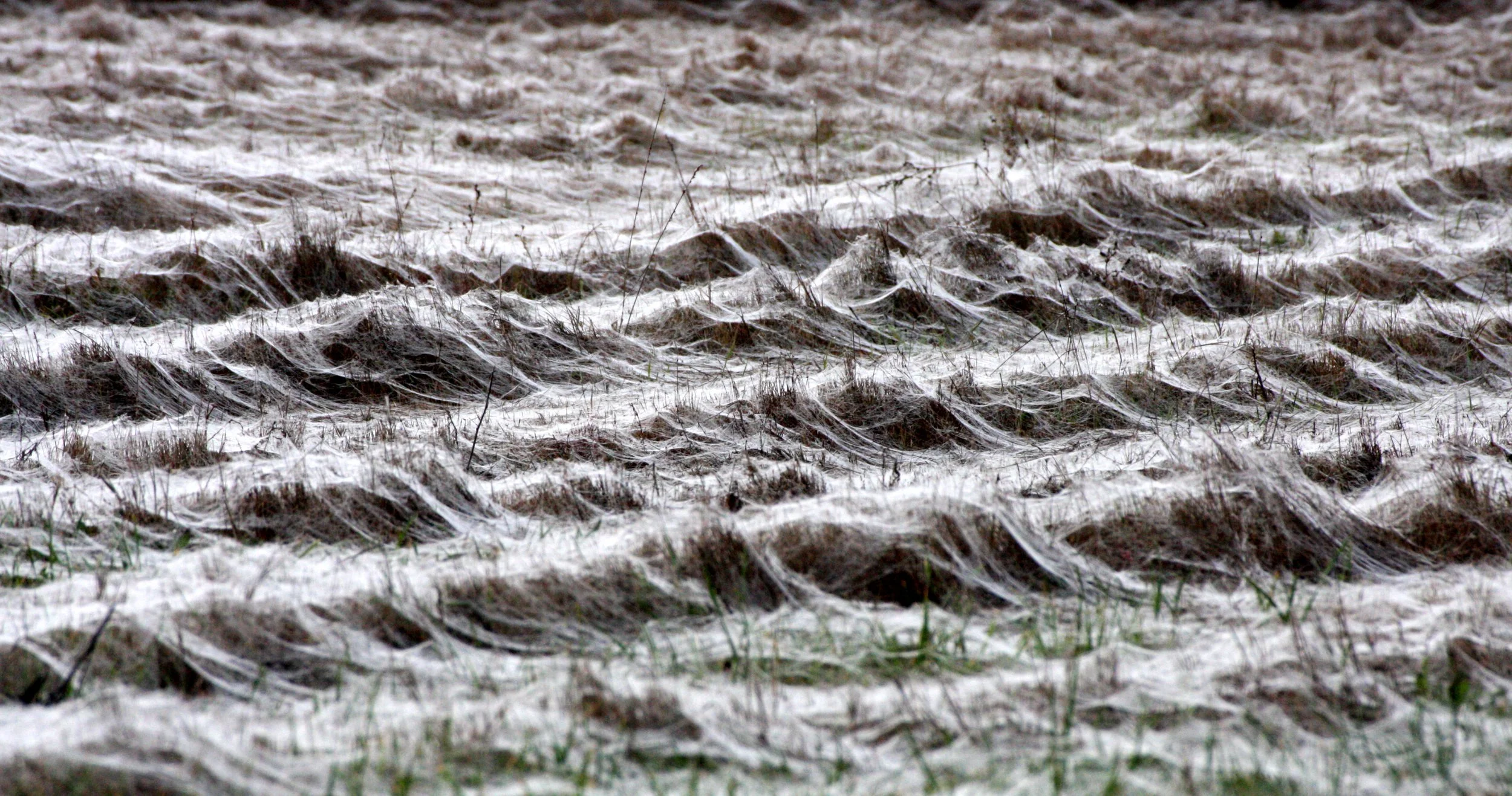 SEQUIM PRAIRIE - SPIDER WEBS (7).JPG