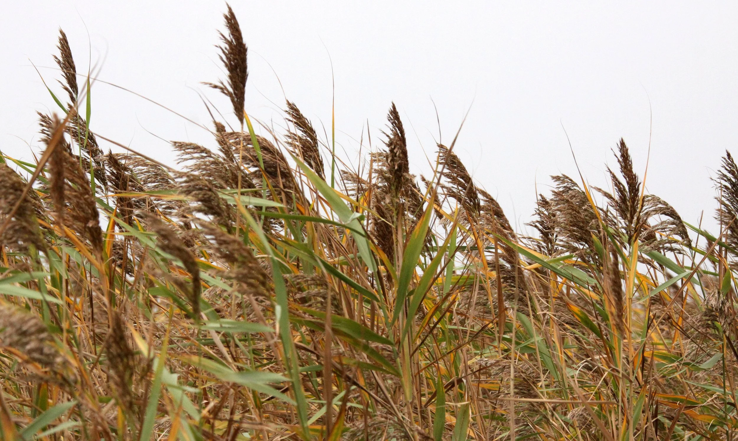 CHONGMING ISLAND DONGTAN WETLANDS RESERVE FIELD TRIP 2011 (57).JPG