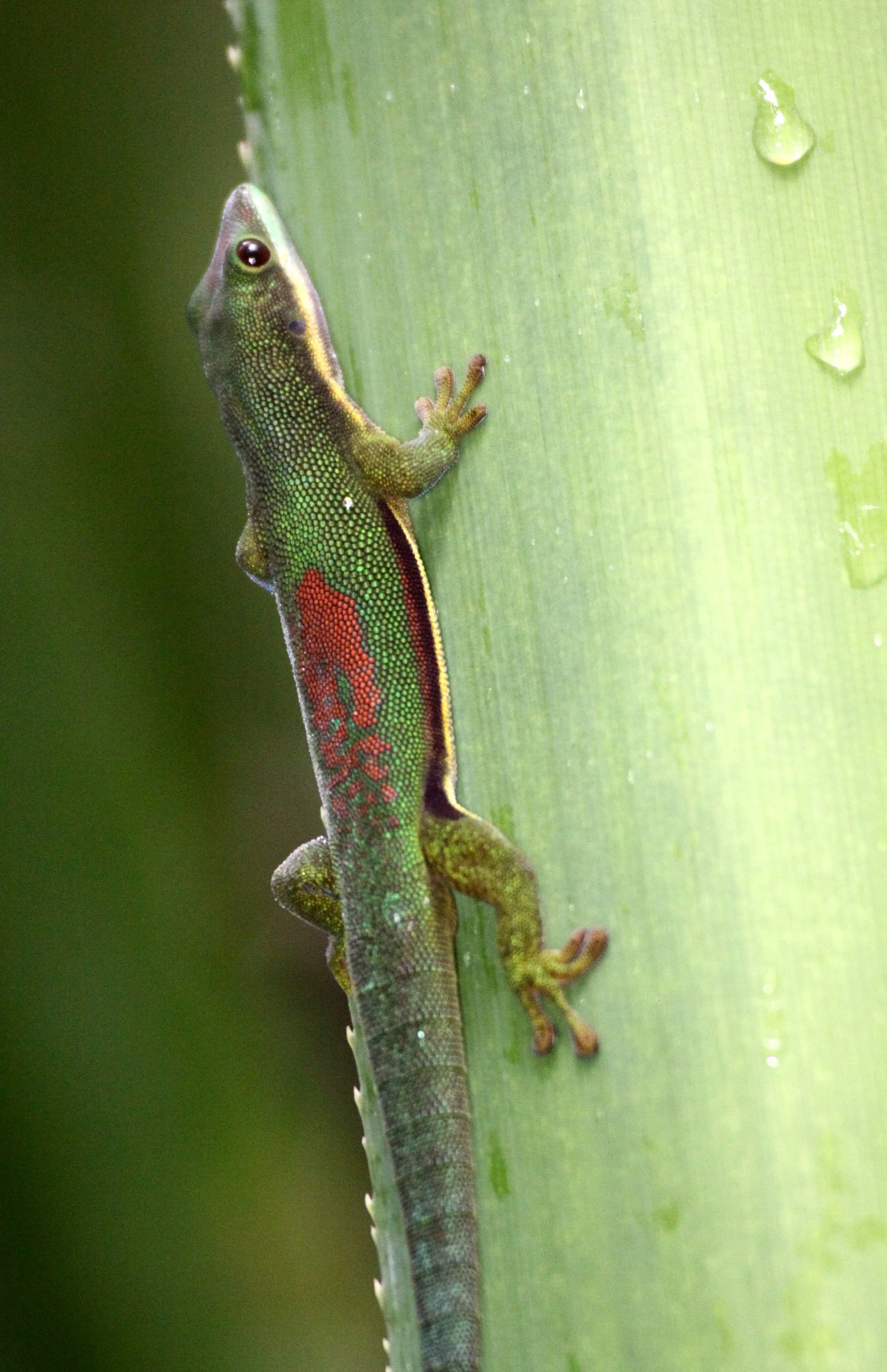Phelsuma lineata -  LINED DAY GECKO -  MANTADIA NATIONAL PARK MADAGASCAR (13).JPG