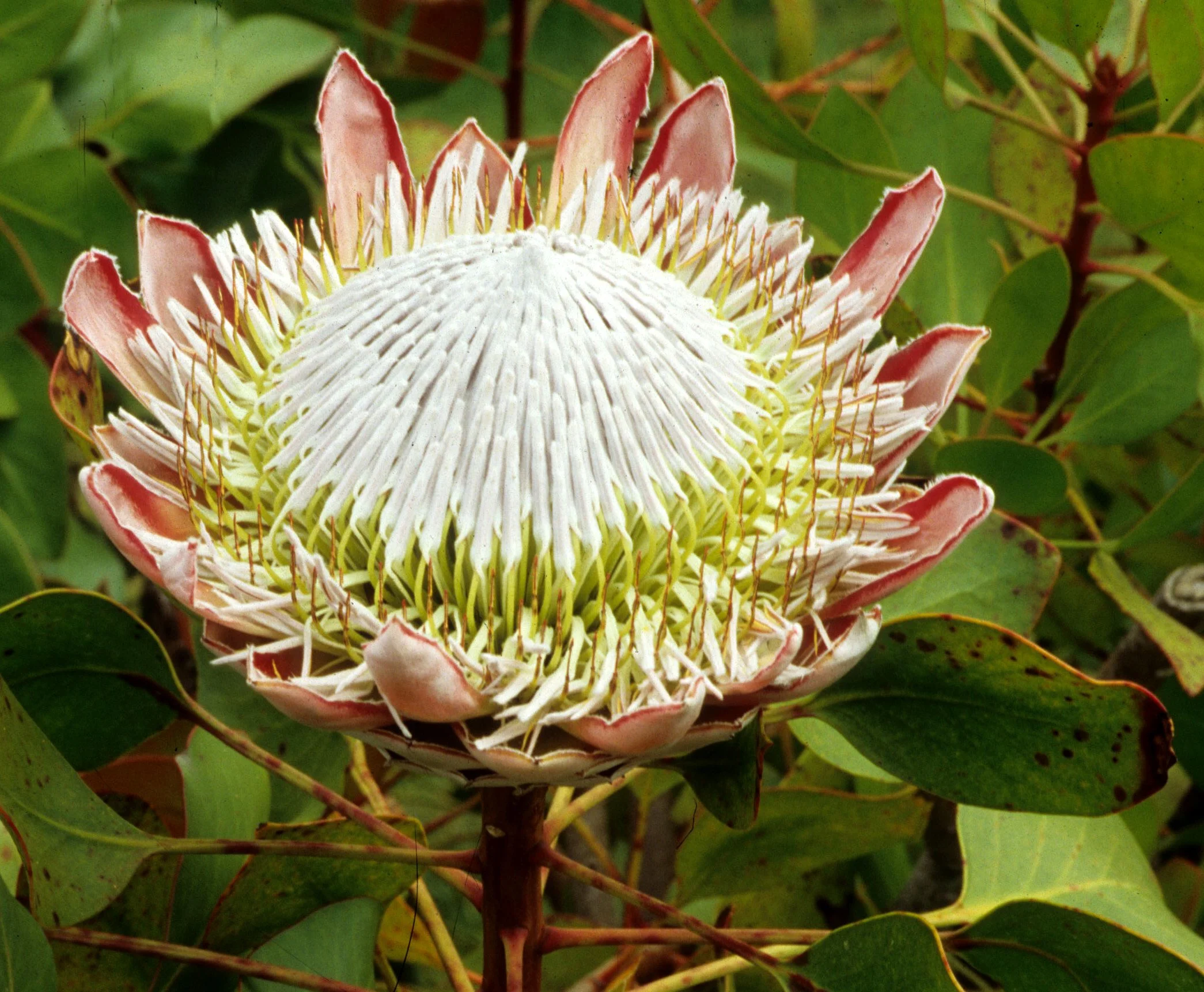 HAWAII - MAUI - PROTEA - KING - MAUI A.jpg