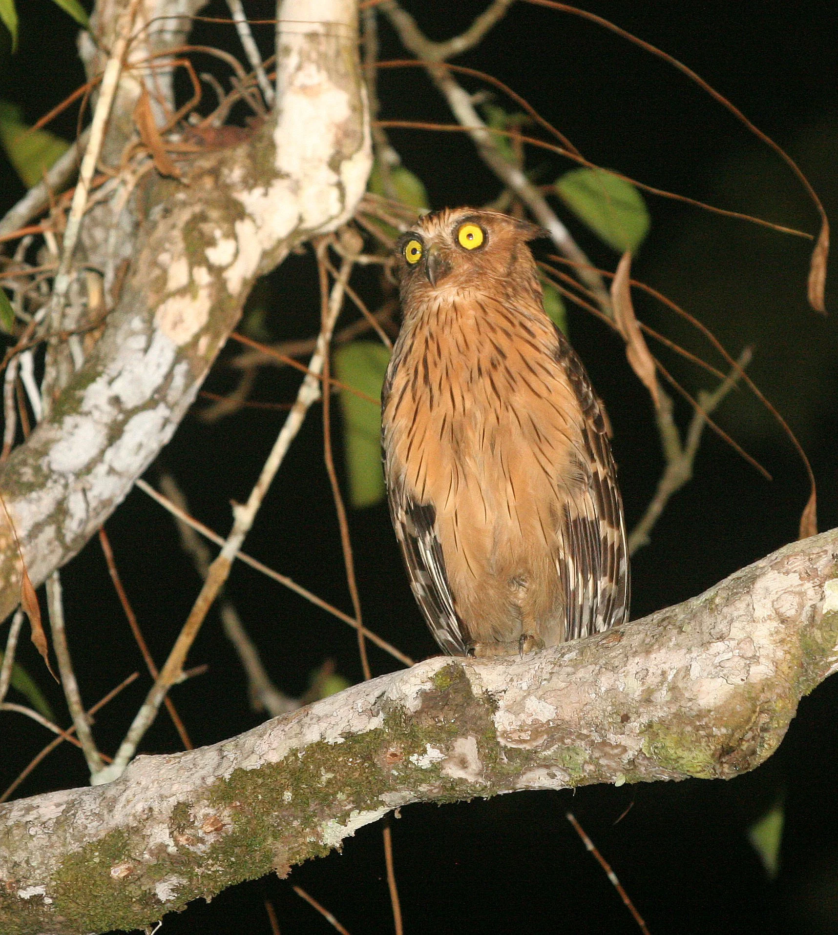 Ketupa ketupu - BUFFY FISH OWL - KINABATANGAN RIVER BORNEO (18).JPG