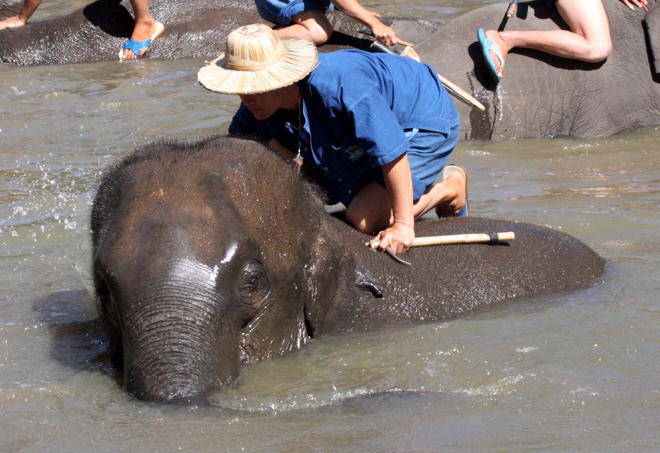 2008 Lampang City & Elephant Center (85).JPG