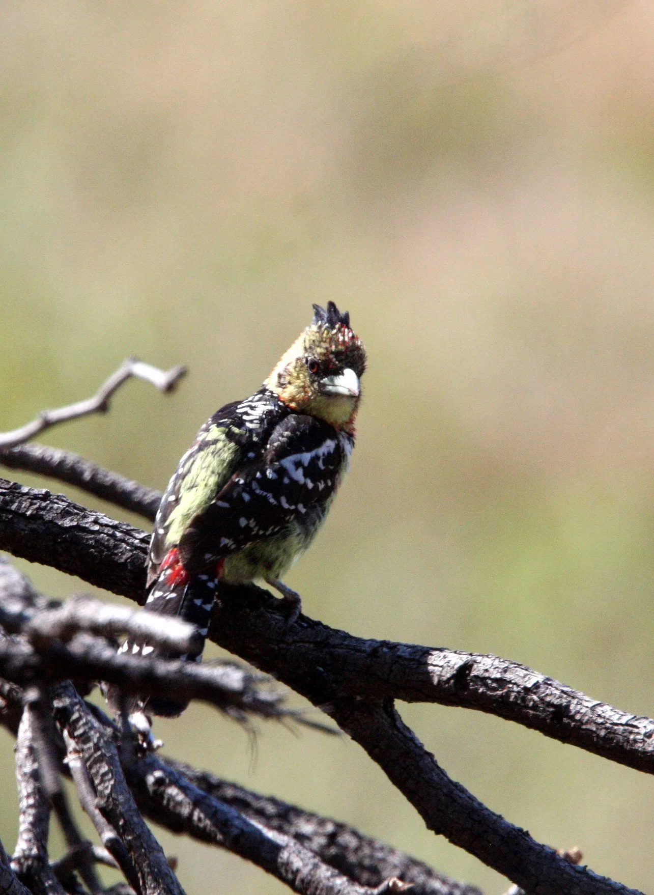 BARBET - CRESTED BARBET - Trachyphonus vaillantii - KRUGER NATIONAL PARK SOUTH AFRICA (2).JPG
