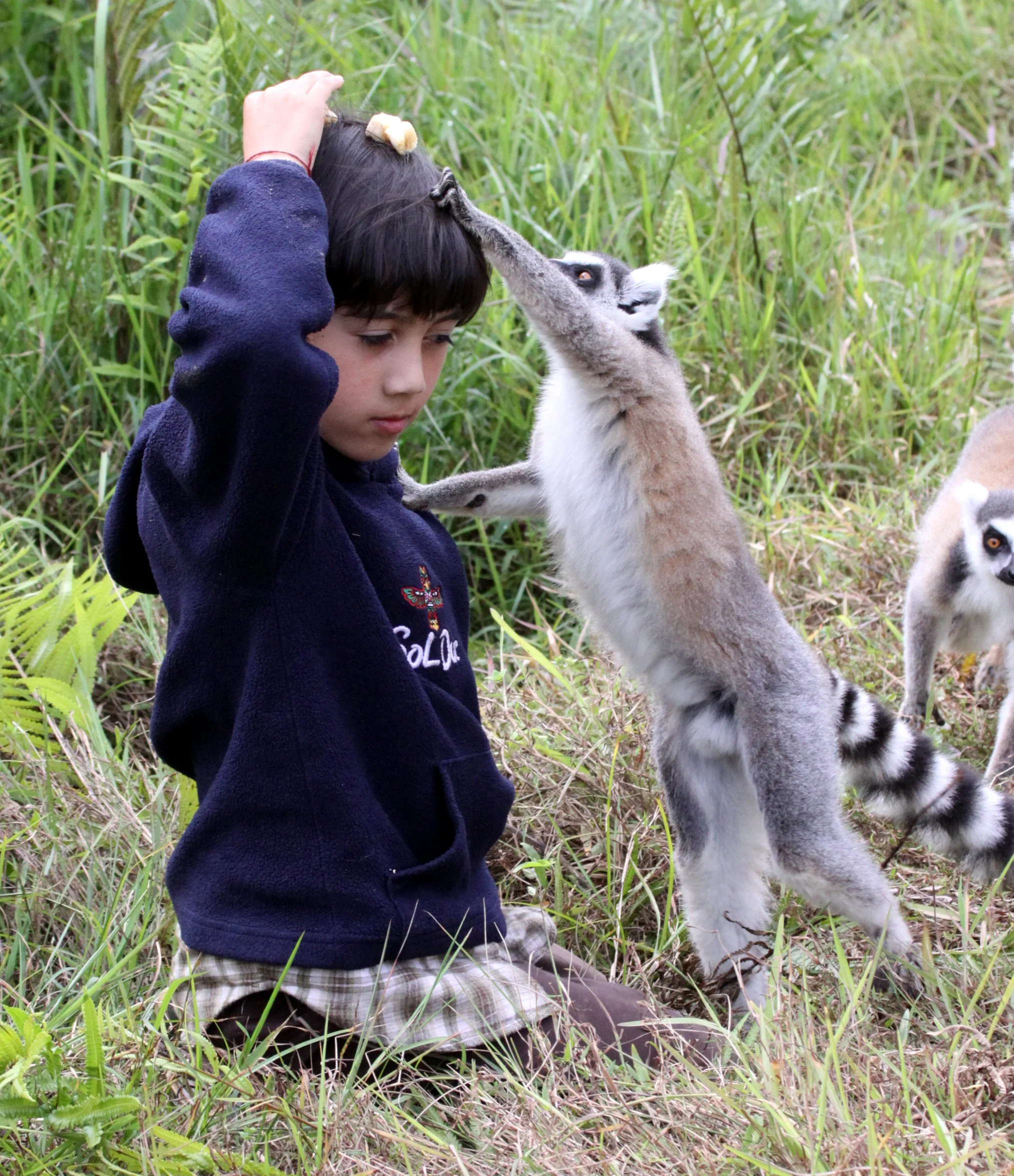 LEMURIDAE - Lemur catta - RING-TAILED LEMUR - ANDISABE NATIONAL PARK MADAGASCAR - VAKONA LODGE (57).JPG