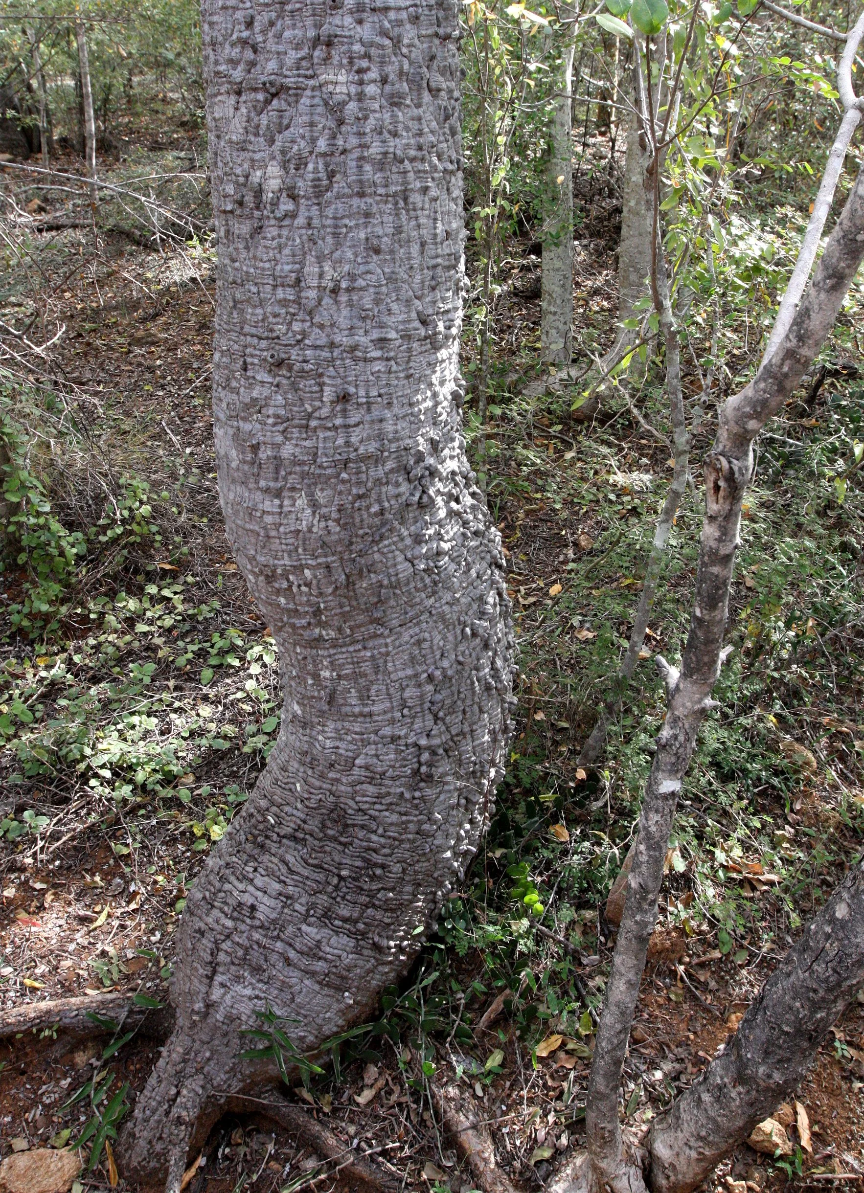 PLANT - SPECIES - ANDOHAHELA NATIONAL PARK MADGASCAR (11).JPG