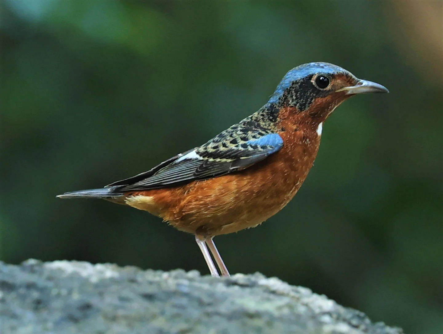 ROCK-THRUSH - WHITE-THROATED ROCK-THRUSH - Monticola gularis - WAT THAM PRATHUM CHONBURI JAN 30 2022 (98).jpg