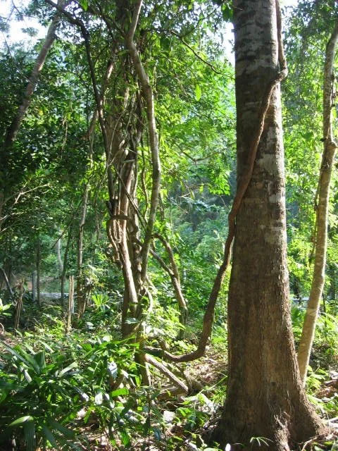 KOH LANTA - PROPERTY - 2005 (69).jpg