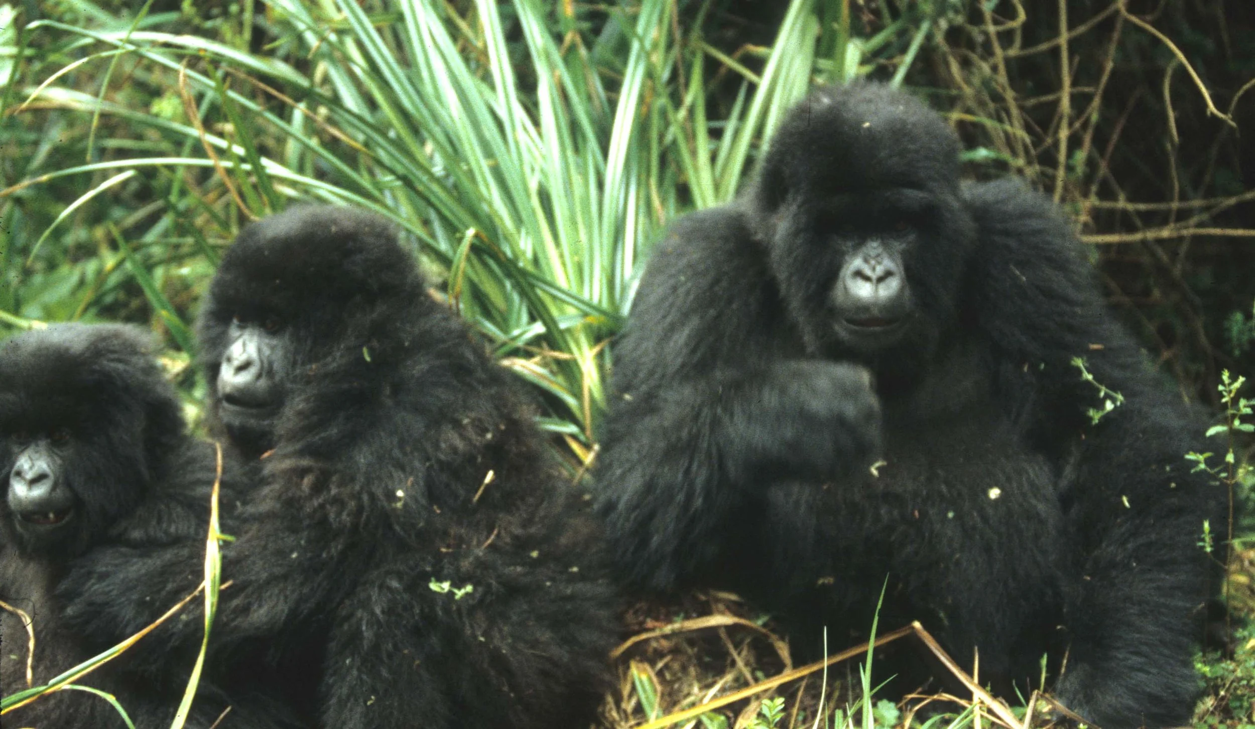 PRIMATE - GORILLA-RWANDA PARC DU VULCANS (57).jpg