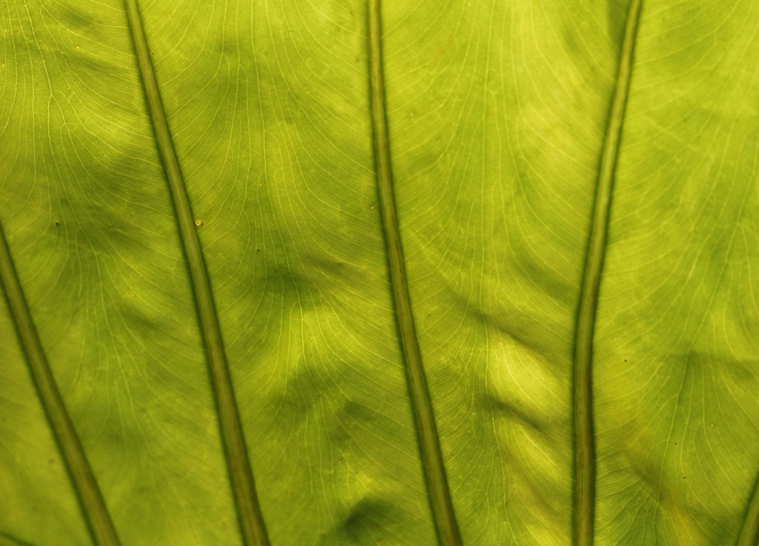 2015 Koh Lanta Songkran with friends from ISB (561).JPG