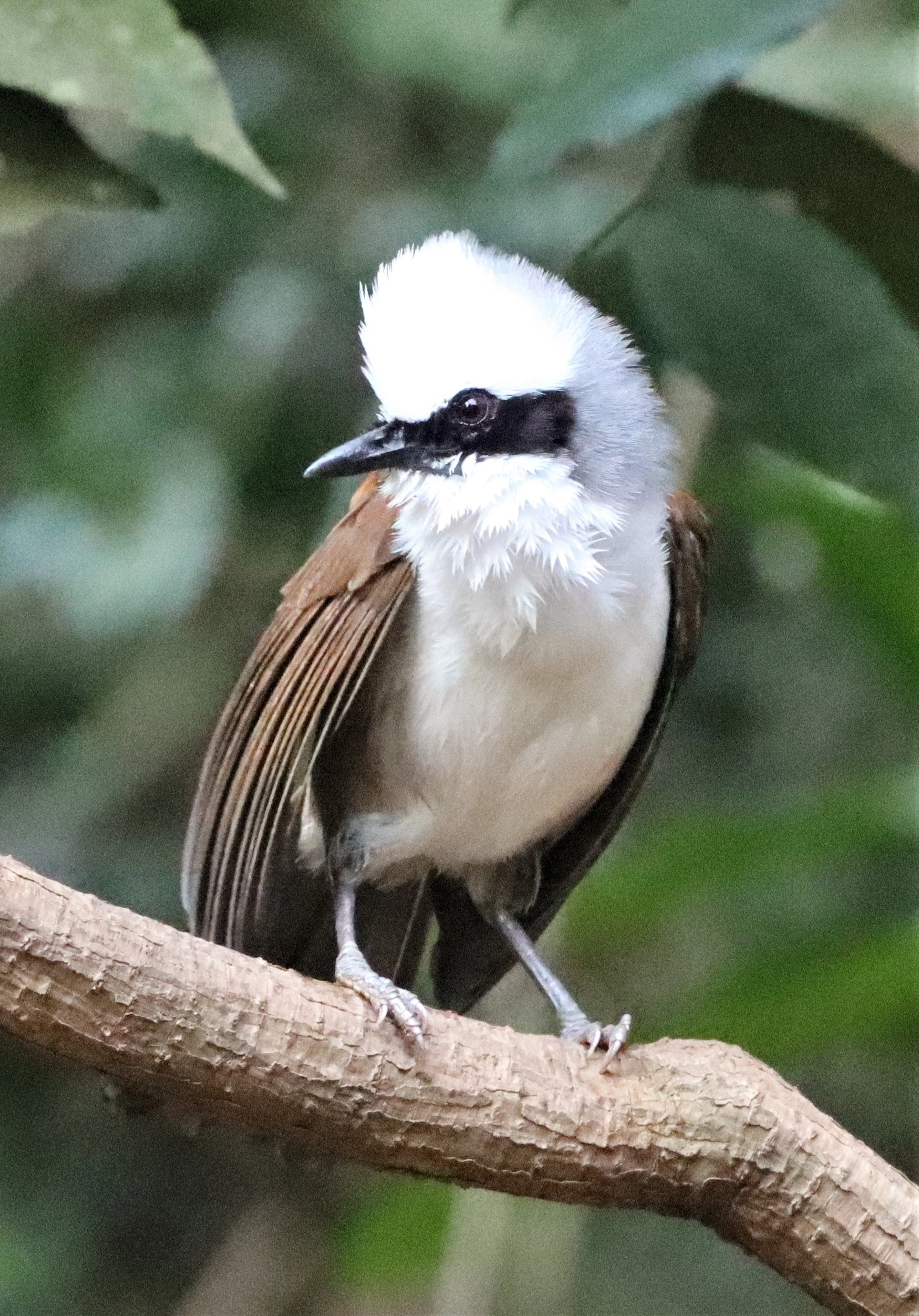 LAUGHINGTHRUSH - WHITE-CRESTED LAUGHINGTHRUSH - Garrulax leucolophus - KAENG KRACHAN THAILAND NEUNG HIDE (14).jpg