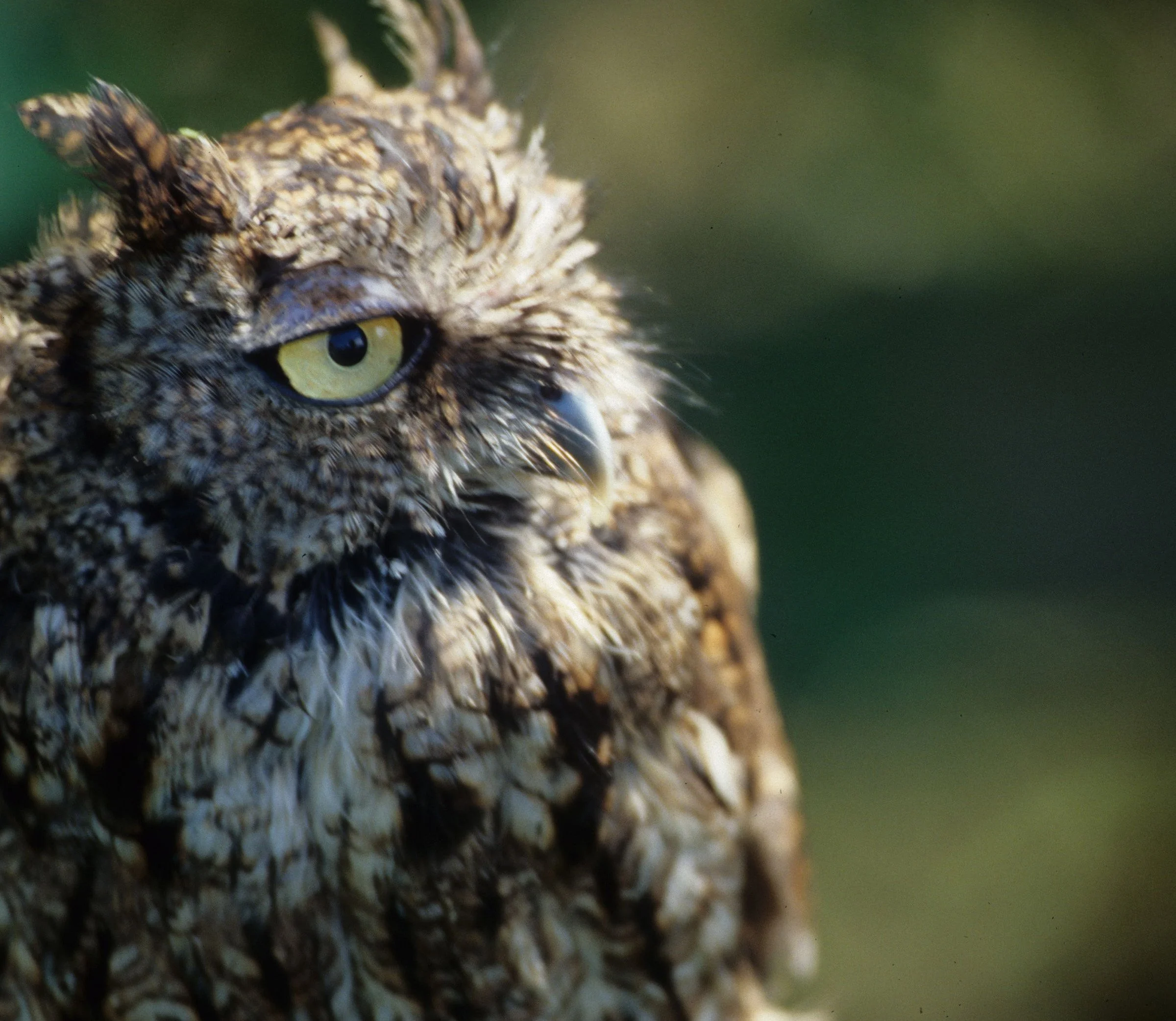 Megascops asio - SCREECH OWL - OLYMPIC RAPTOR RECOVERY CENTER SEQUIM WASHINGTON (2).jpg