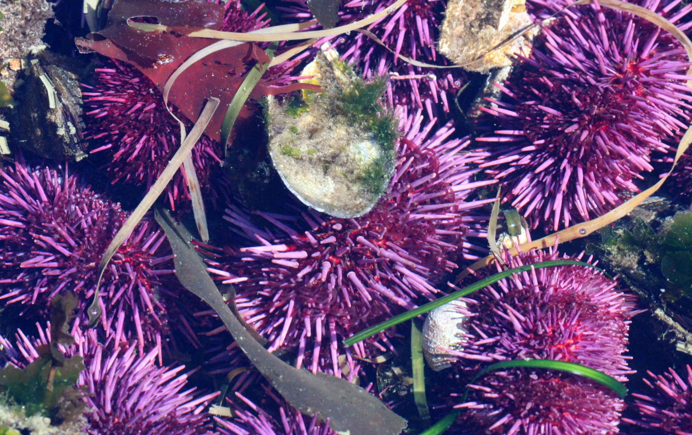 INVERT - MARINE INTERTIDAL - ECHINODERM - SEA URCHIN - PURPLE SEA URCHIN - SALT CREEK WA.JPG