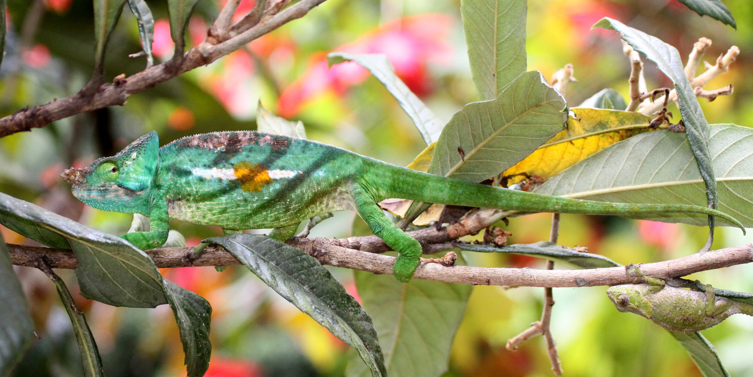 Calumma parsonii - PARSON'S CHAMELEON - MANTADIA NATIONAL PARK MADAGASCAR (3).JPG