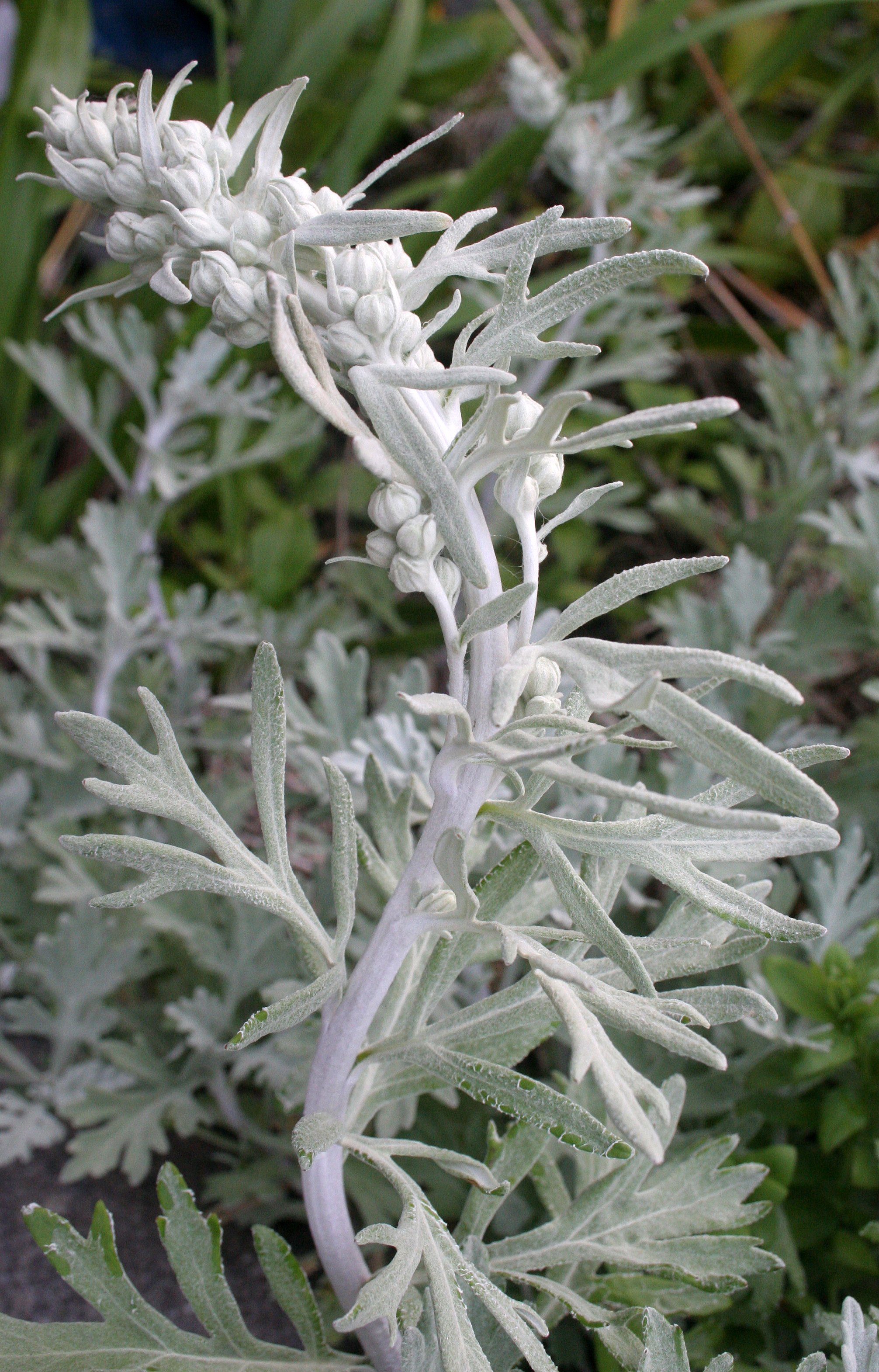 KURIL ISLANDS - FLORA  (115).jpg