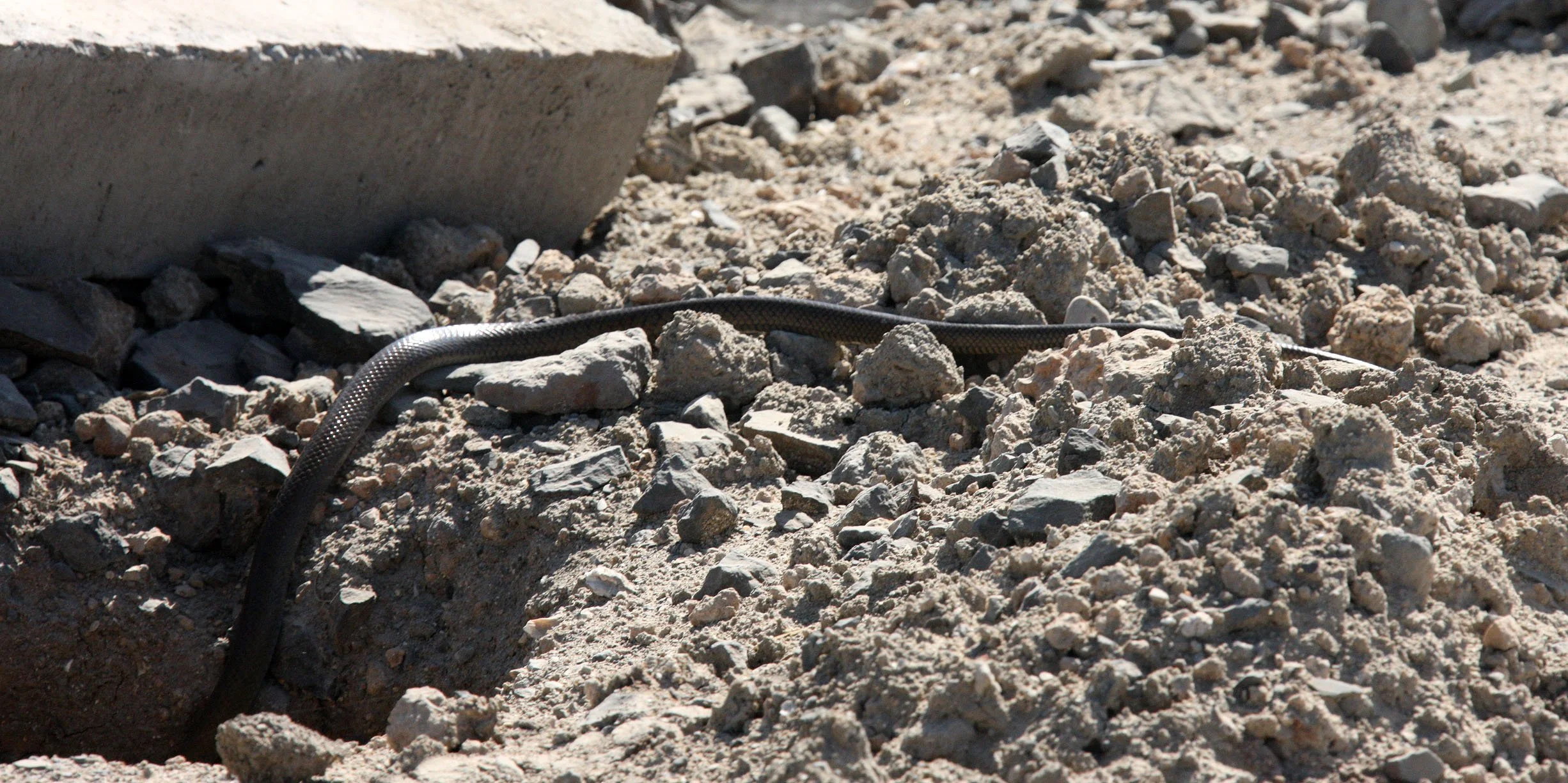 Ptyas mucosa - INDIAN RAT SNAKE - GIR FOREST GUJARAT INDIA (3).JPG