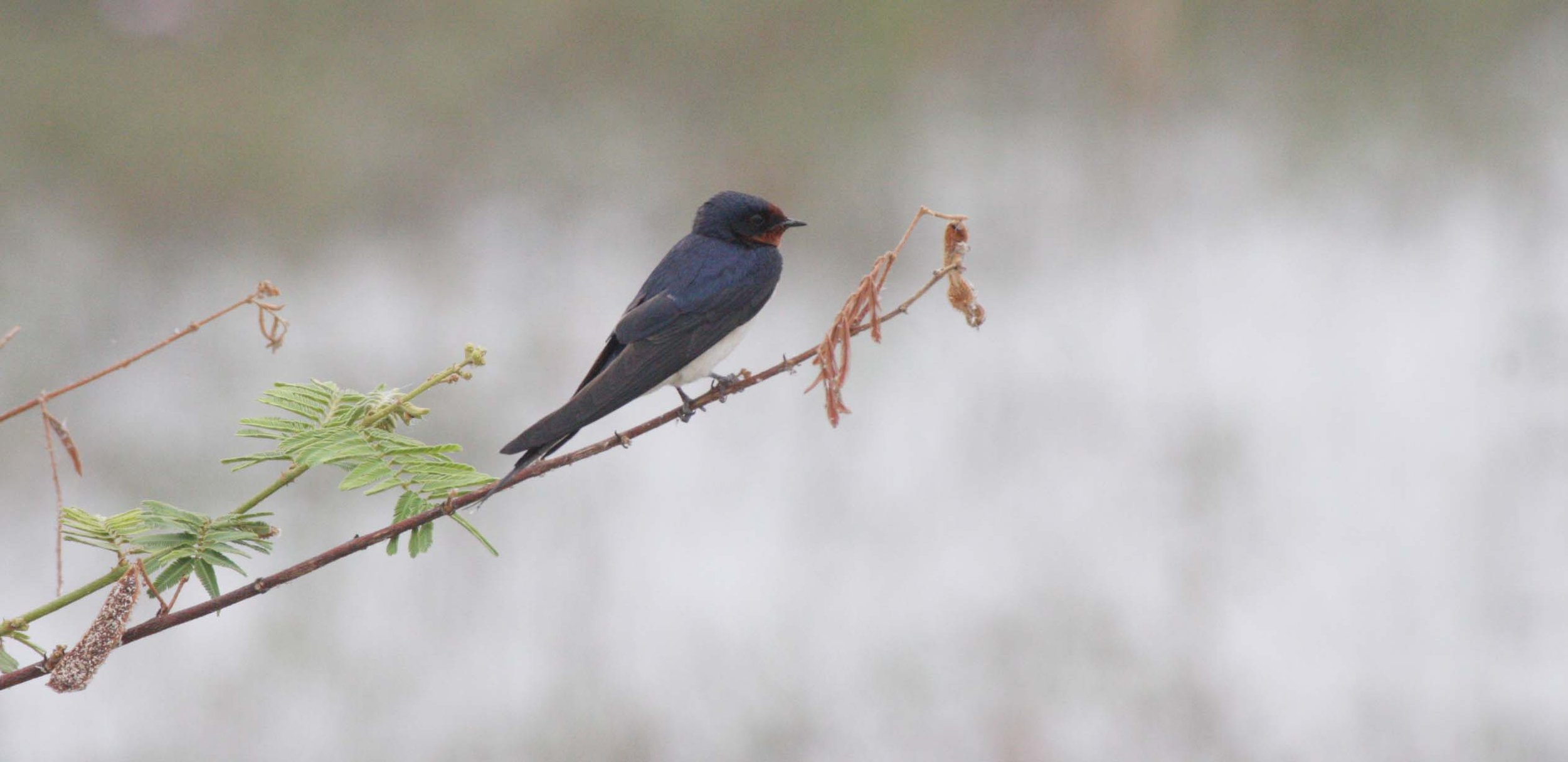 Barn Swallow (Hirundo rustica) Bueng Boraphet Wetlands Nakhon Sawan Thailand (4).JPG