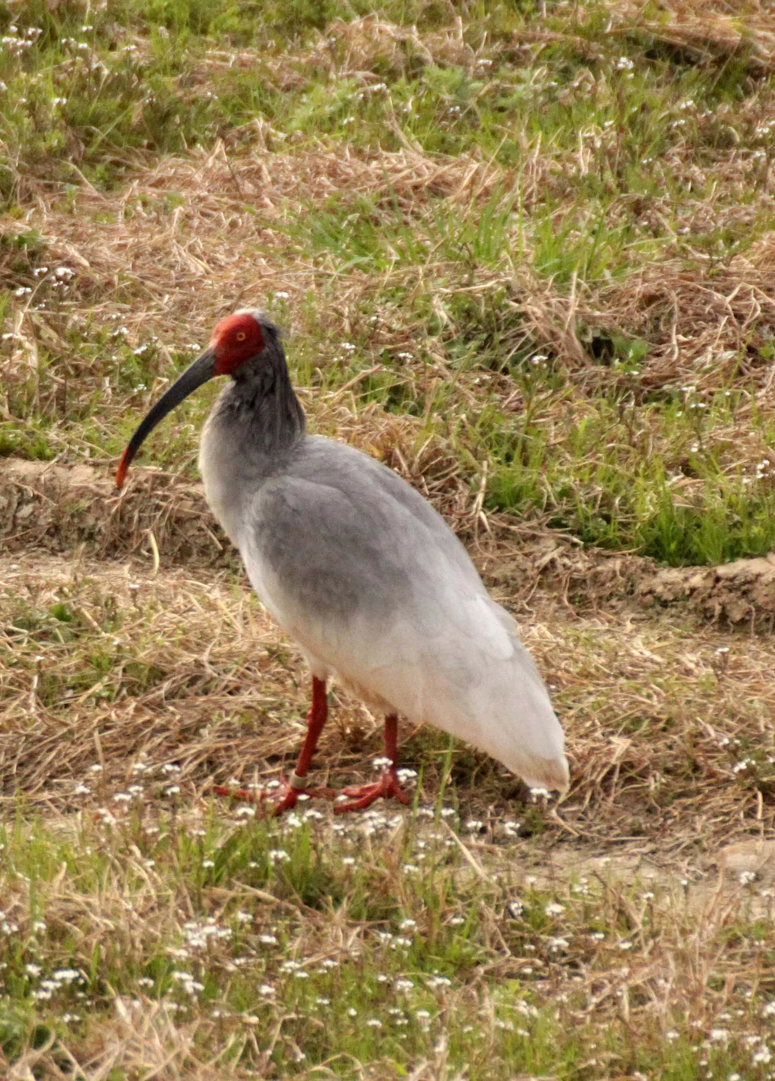 IBIS - CRESTED IBIS - Nipponia nippon - YANG COUNTY SHAANXI PROVINCE CHINA (6).JPG