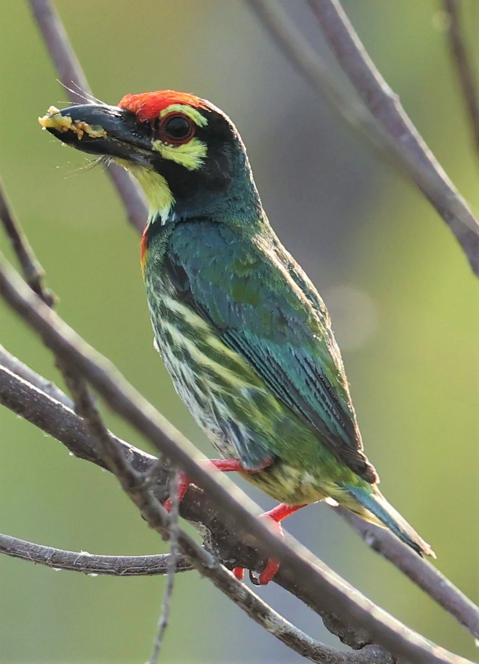 Coppersmith Barbet (Psilopogon haemacephalus)