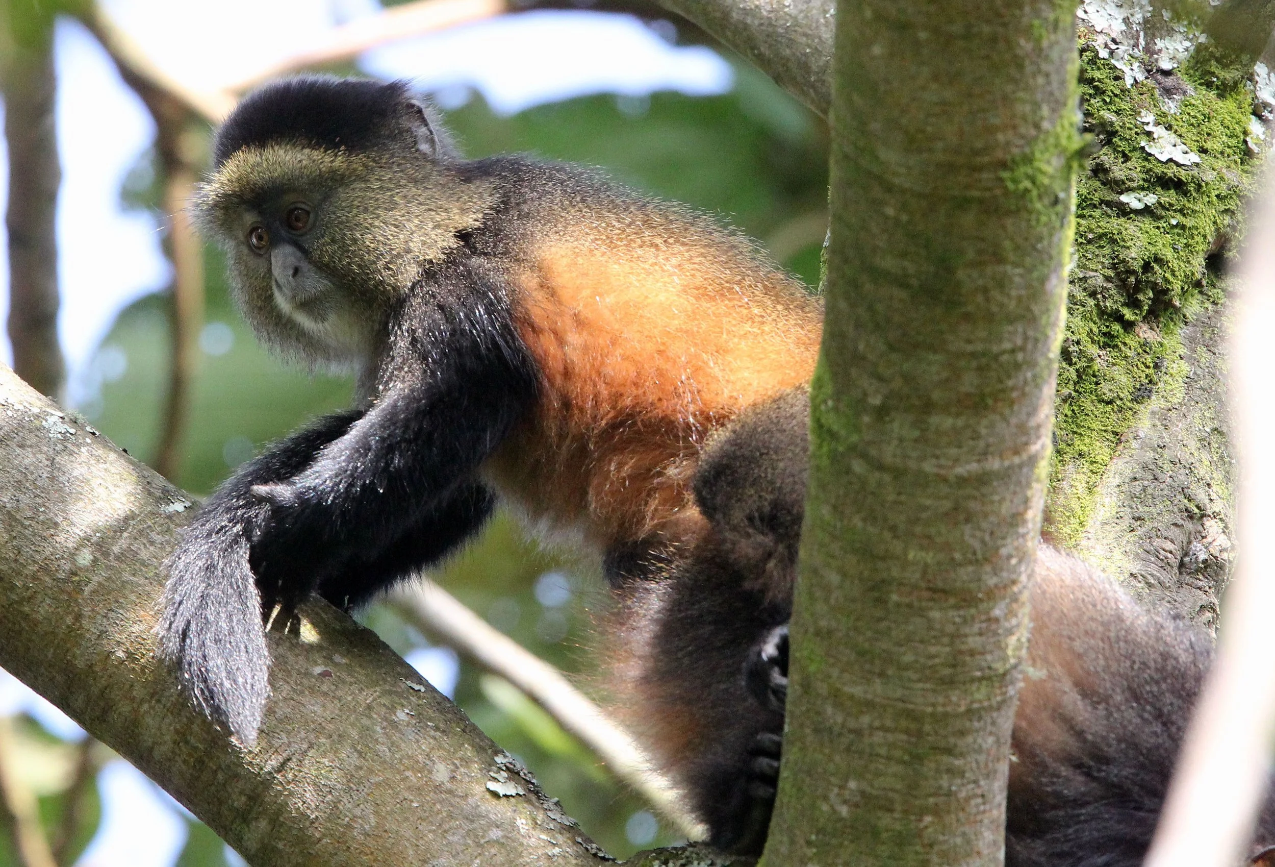 CERCOPITHECIDAE - Cercopithecus kandti - VIRUNGA GOLDEN MONKEY - PARK DU VULCANS RWANDA (439).JPG