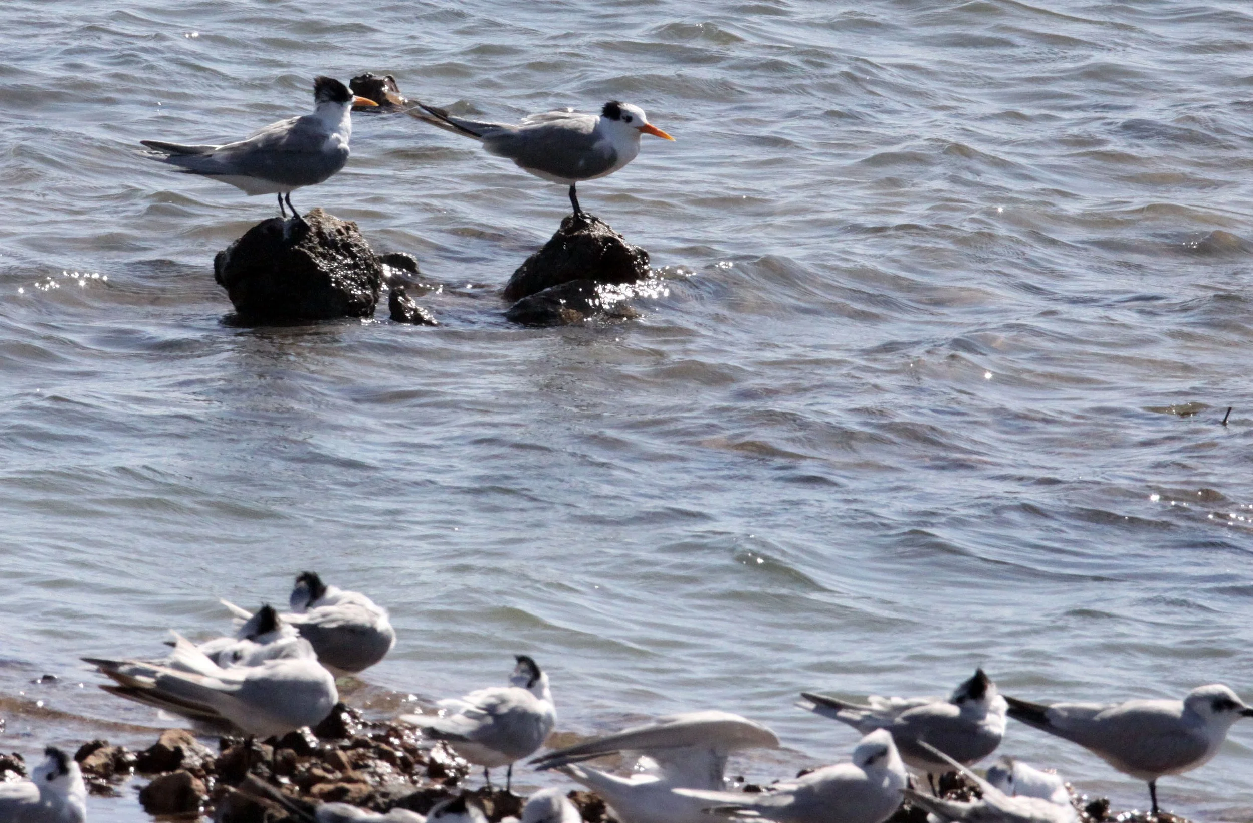 BIRD - TERN - LESSER CRESTED TERNS WITH GULL-BILLED AND CASPIAN TERNS - SOMCHAT GUJARAT INDIA (16).JPG