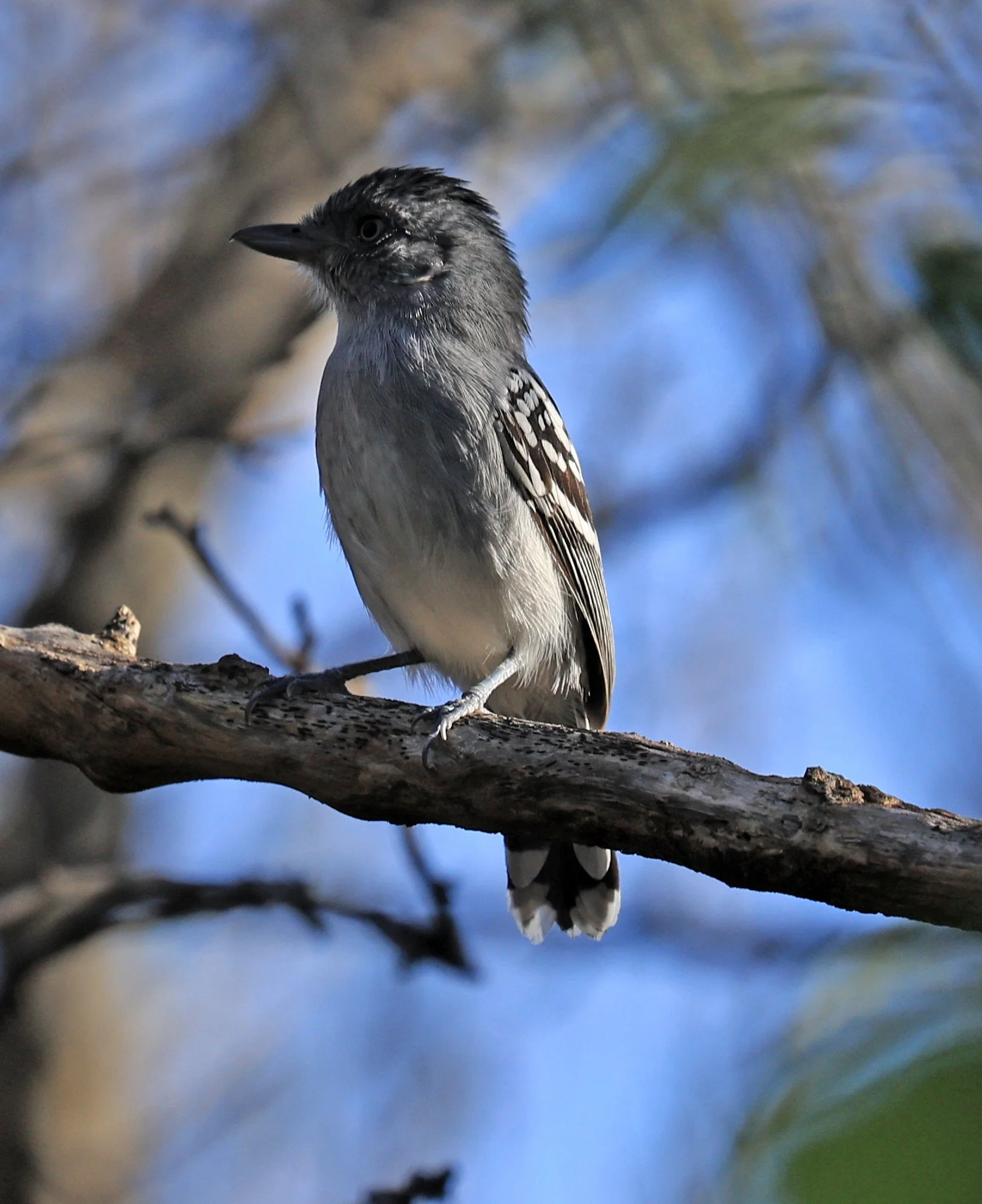 Bolivian Slaty-Antshrike (Thamnophilus sticturus) Agua Dulce Paraguay (6).jpg