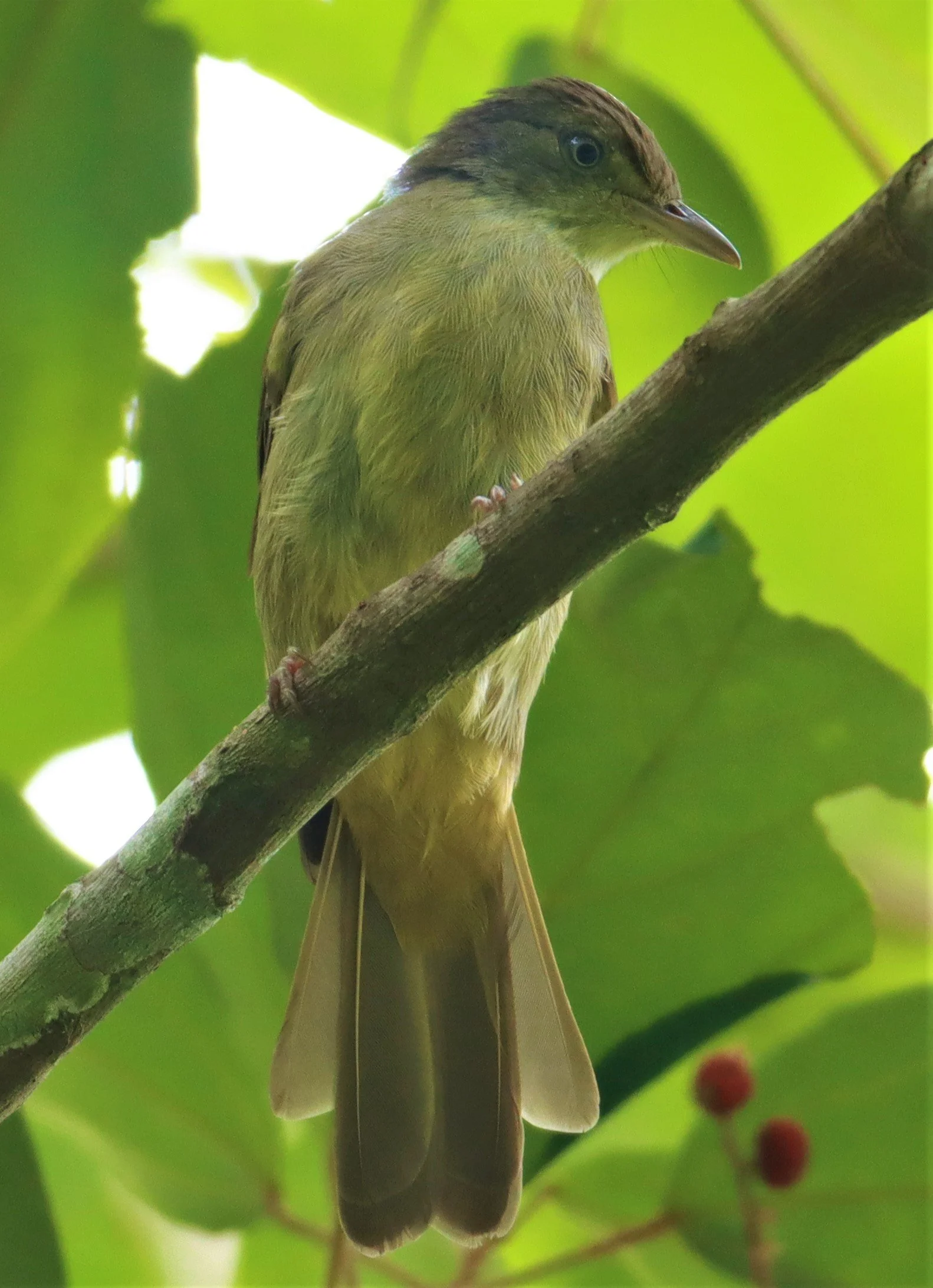 BULBUL - BUFF-VENTED BULBUL - Iole crypta - Sa Nang Manora Forest Park PHANG NGA PROVINCE (23).jpg