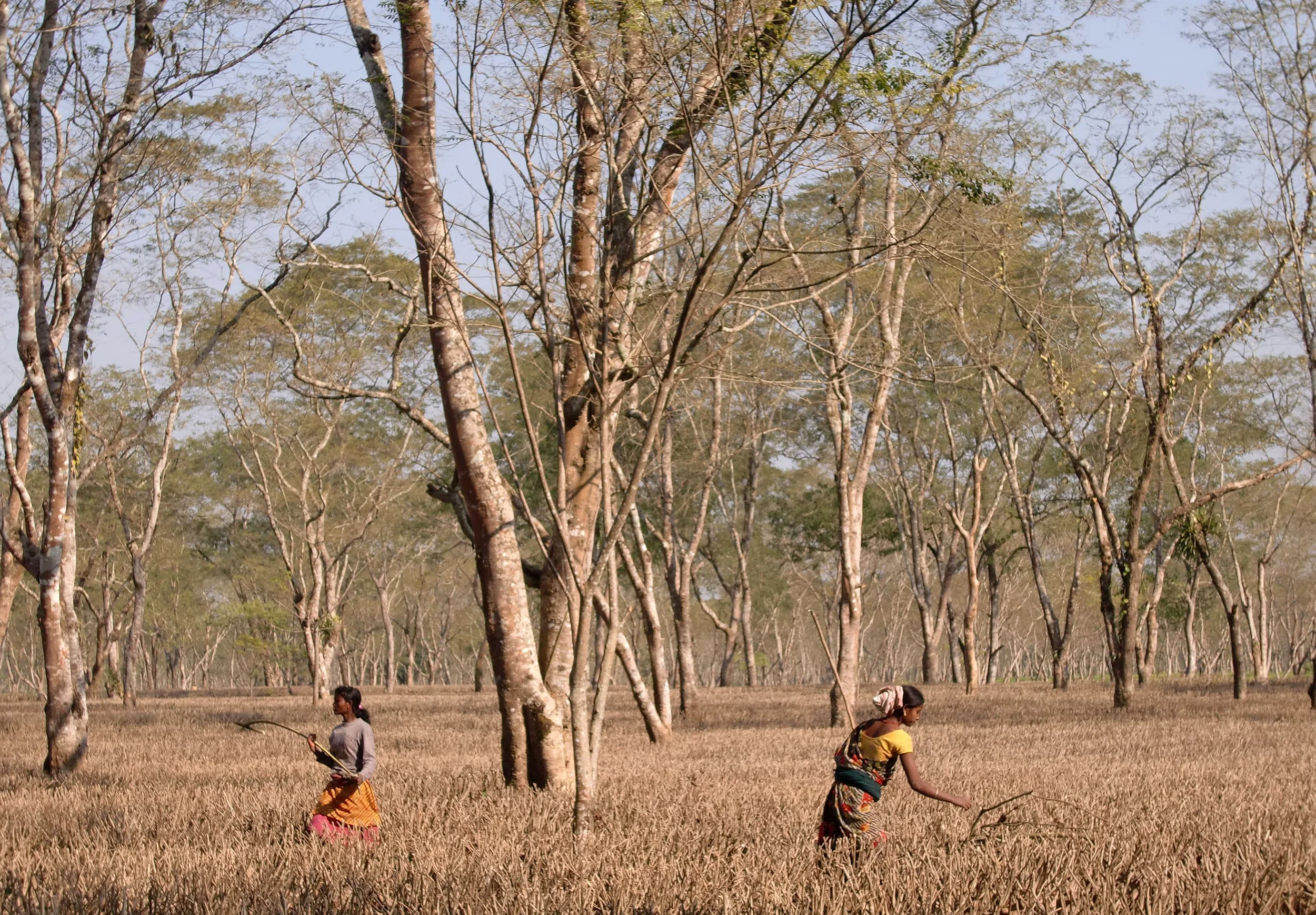 ASSAM - KAZIRANGA NATIONAL PARK INDIA (6).JPG