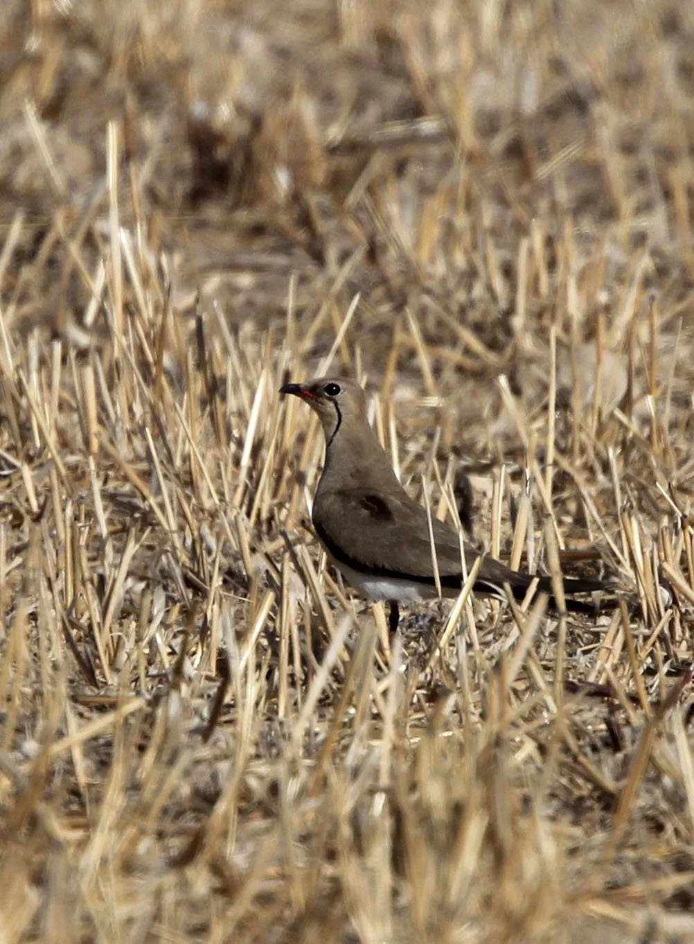 PRATINCOLE - COLLARED PRATINCOLE - Glareola pratincola - NEAR KORBA WETLANDS TUNISIA (3).JPG