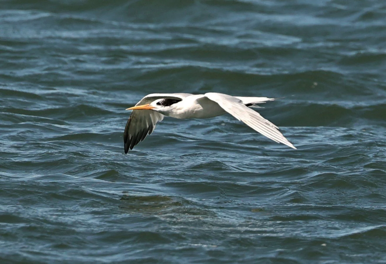 Thalasseus elegans - ELEGANT TERN - ELKHORN SLOUGH MOSS LANDING CALIFORNIA AUGUST 2022 (24).jpg