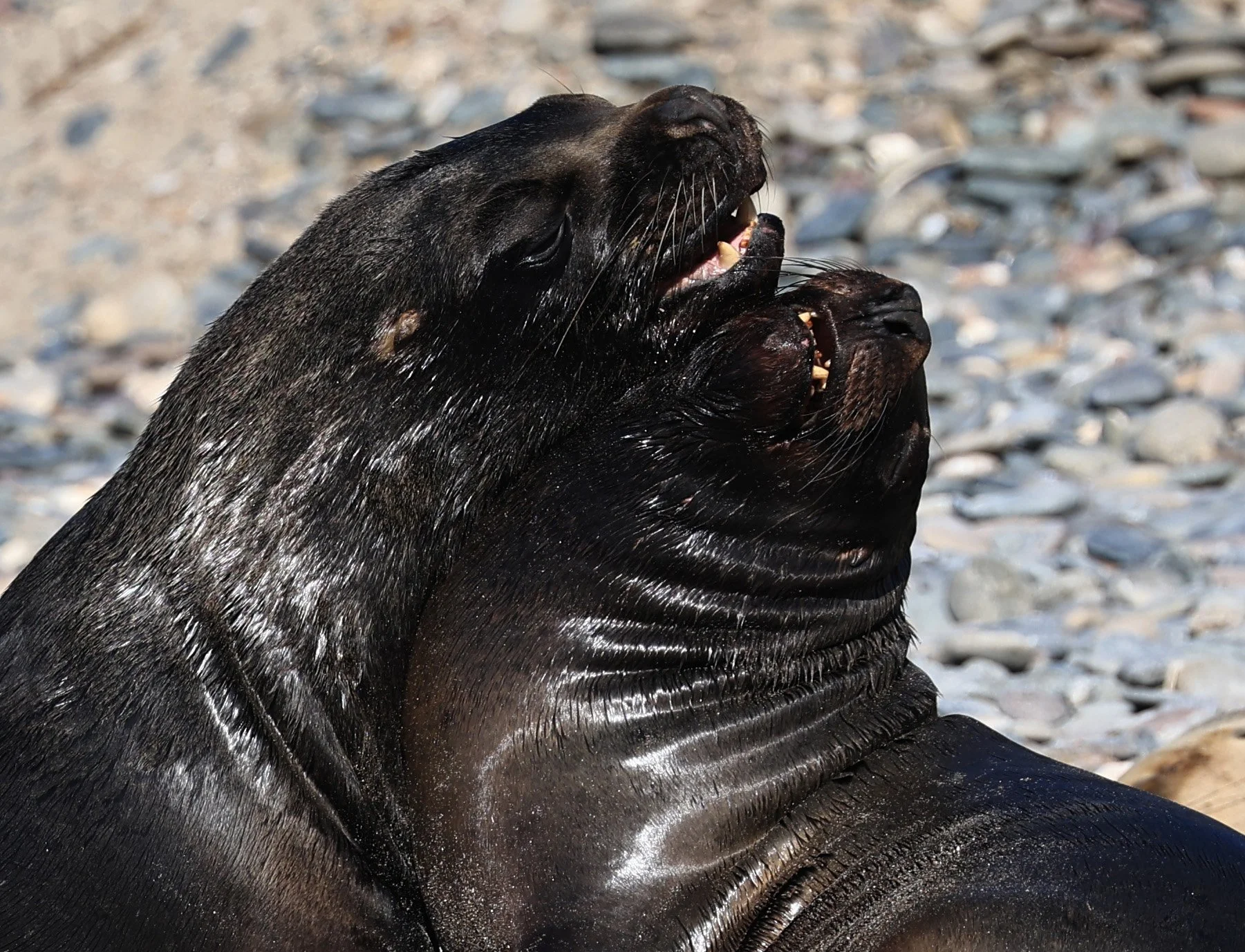 South American Sea Lion (Otaria flavescens) Puerto Rawson Argentina (40).jpg