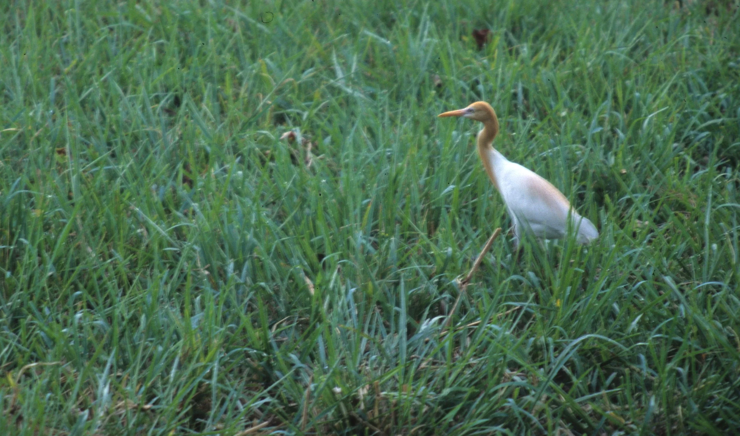 BIRD - EGRET - CATTLE EGRET - KALEODEO INDIA B.jpg