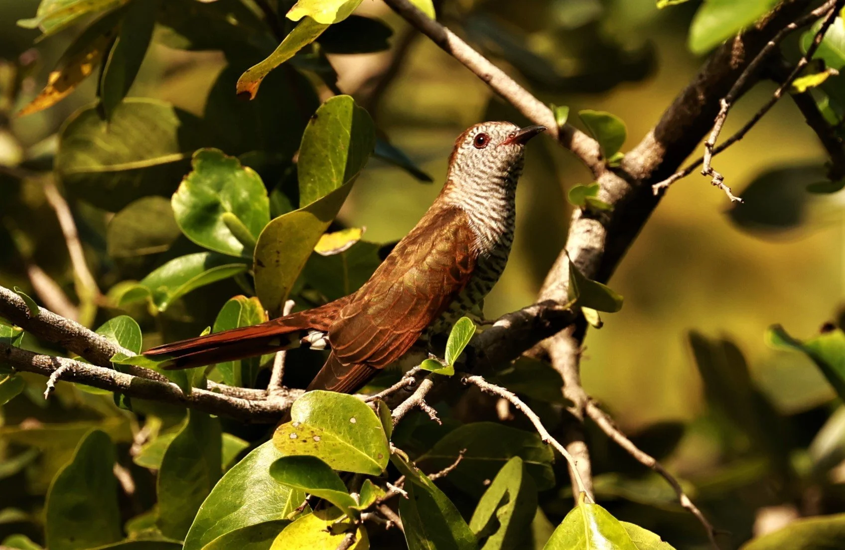 Violet Cuckoo (Chrysococcyx xanthorhynchus) Rama IX Park Bangkok (49).jpg