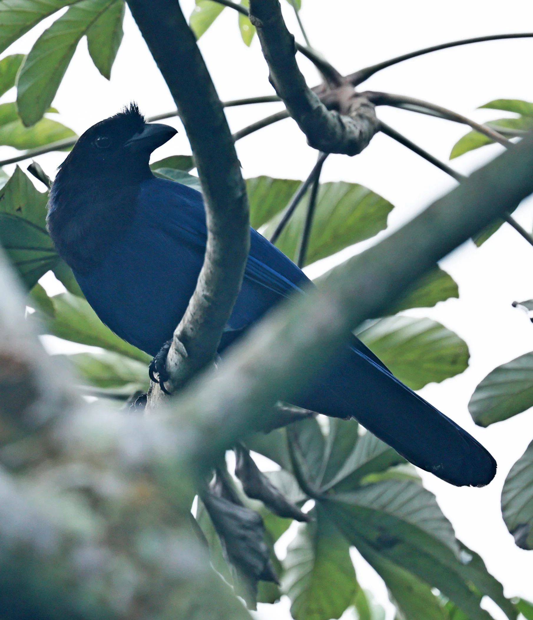 Azure Jay (Cyanocorax caeruleus) Superagui National Park, Brazil (4).jpg