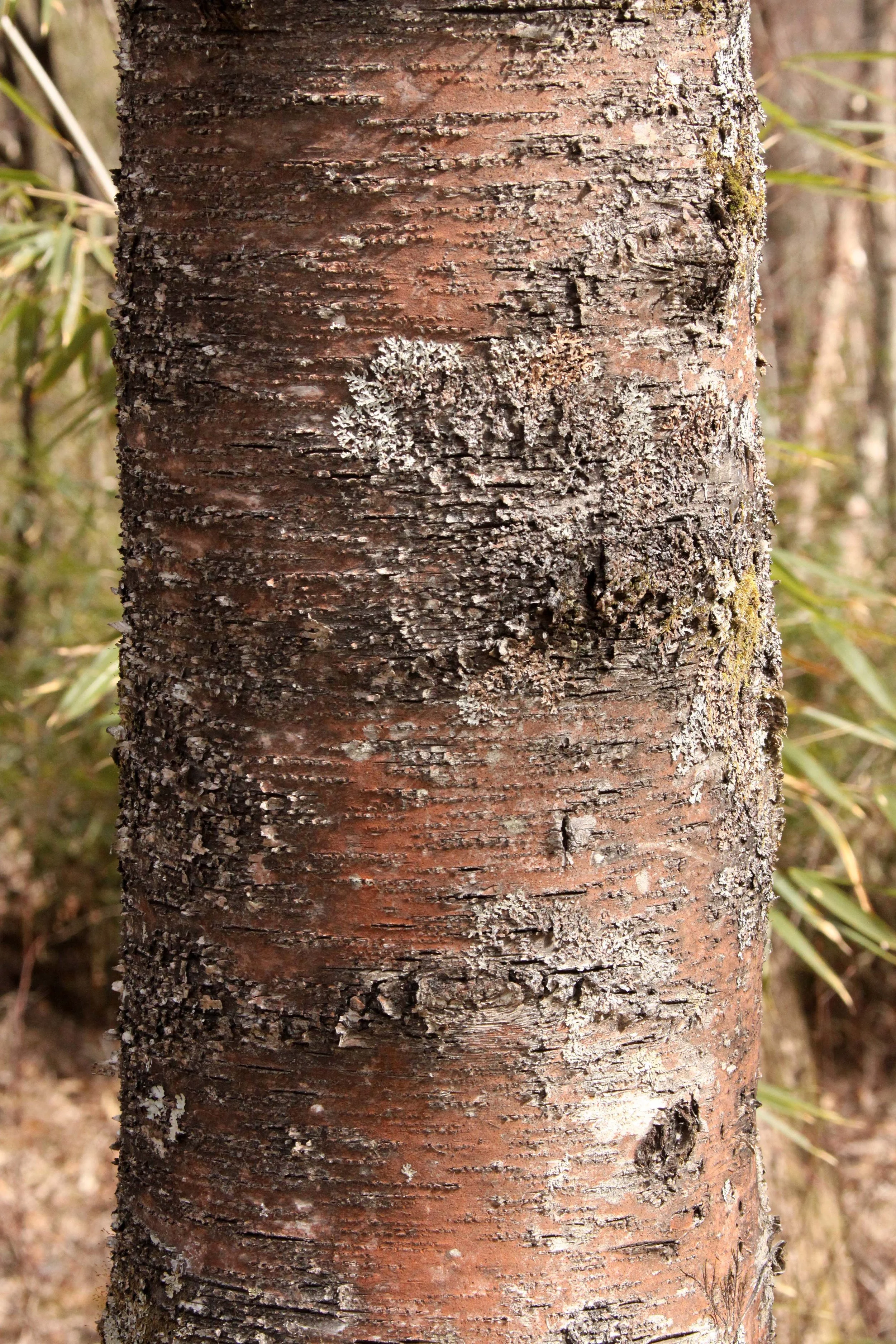 FOPING NATURE RESERVE - SHAANXI PROVINCE CHINA (255).JPG