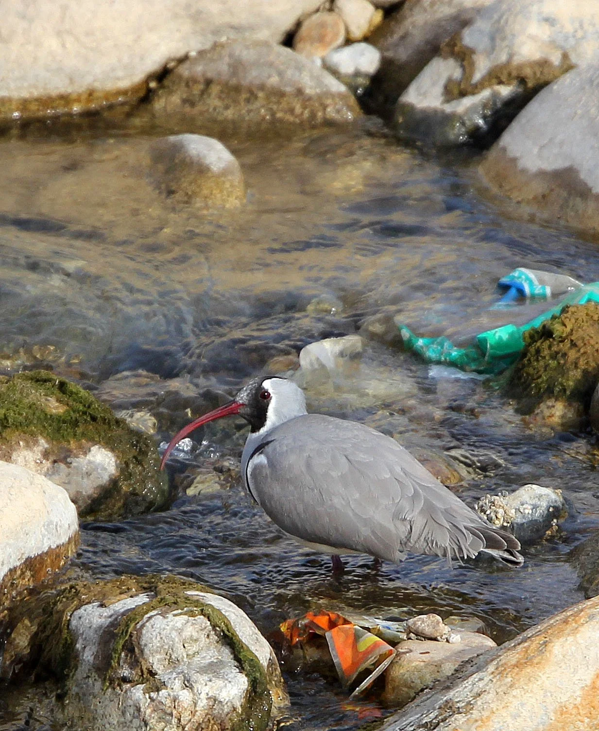 BIRD - IBISBILL - FOPING CITY, SHAANXI CHINA (11).JPG