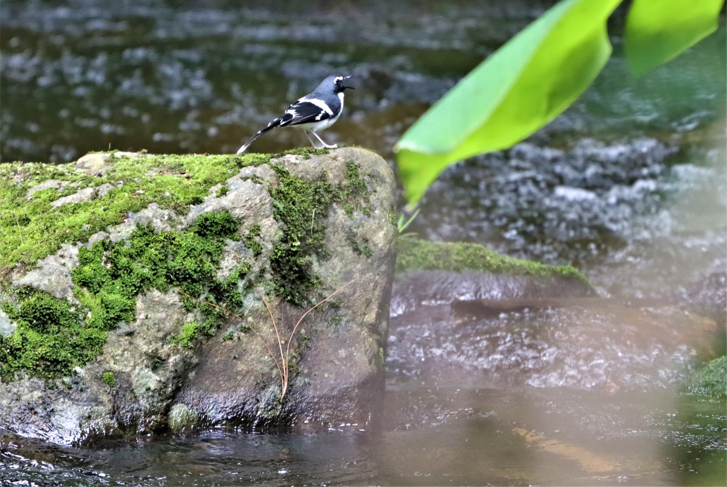 FORKTAIL - SLATY-BACKED FORKTAIL - Enicurus schistaceus - DOI INTHANON JULY 2 2021 (26).jpg