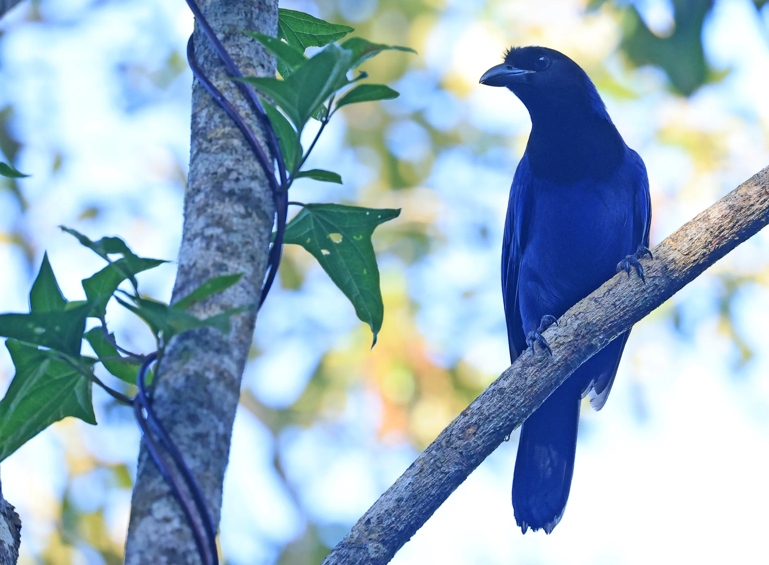 Azure Jay (Cyanocorax caeruleus) Superagui National Park, Brazil (34).jpg