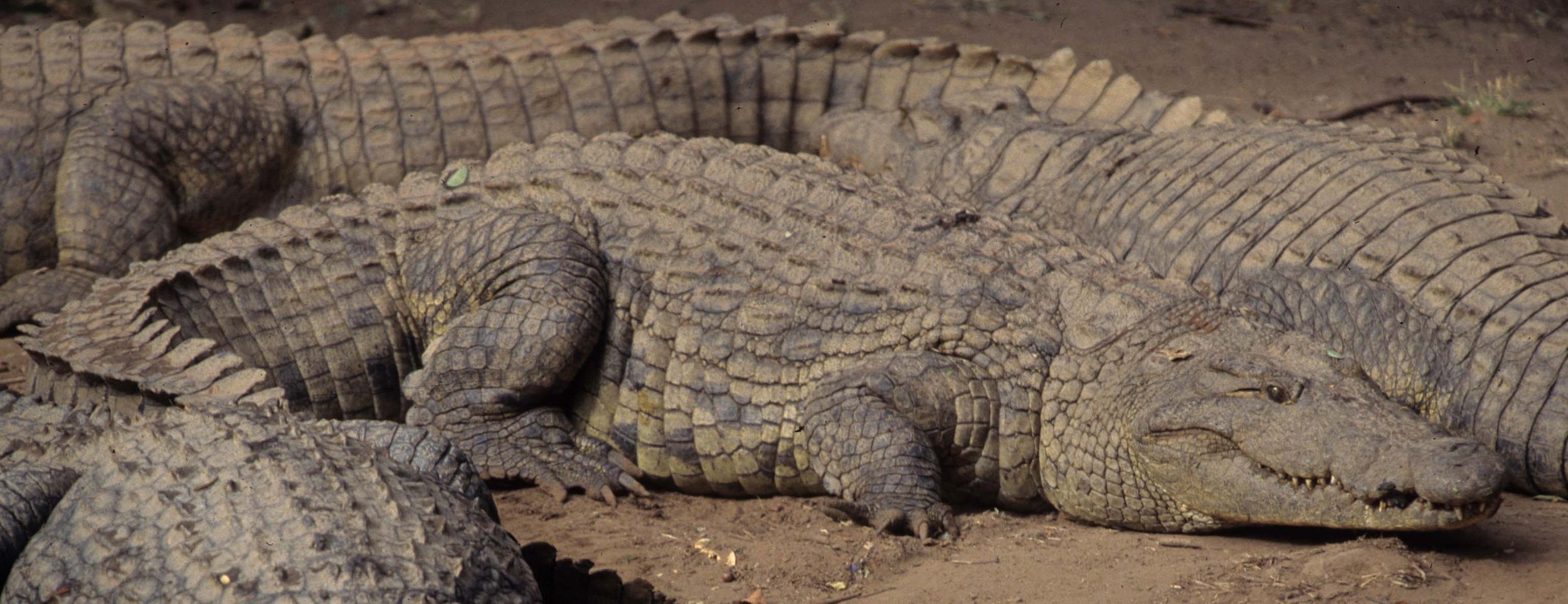 REPTILE- NILE CROC -SERENGETI B1.jpg