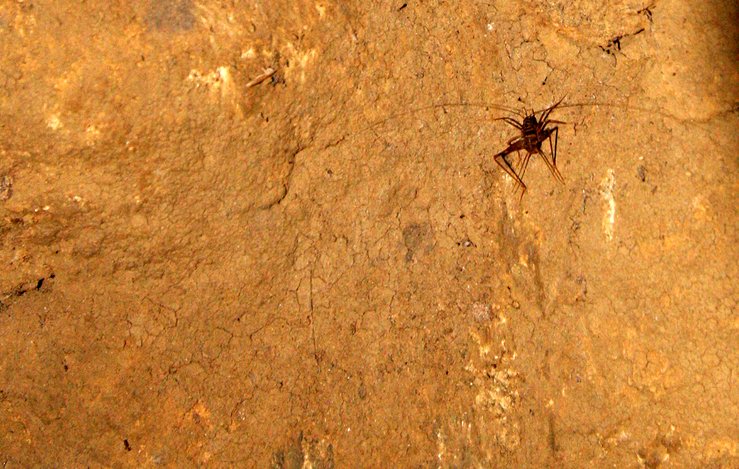 ANKARANA NATIONAL PARK MADAGASCAR - GIANT BAT CAVE (7).JPG