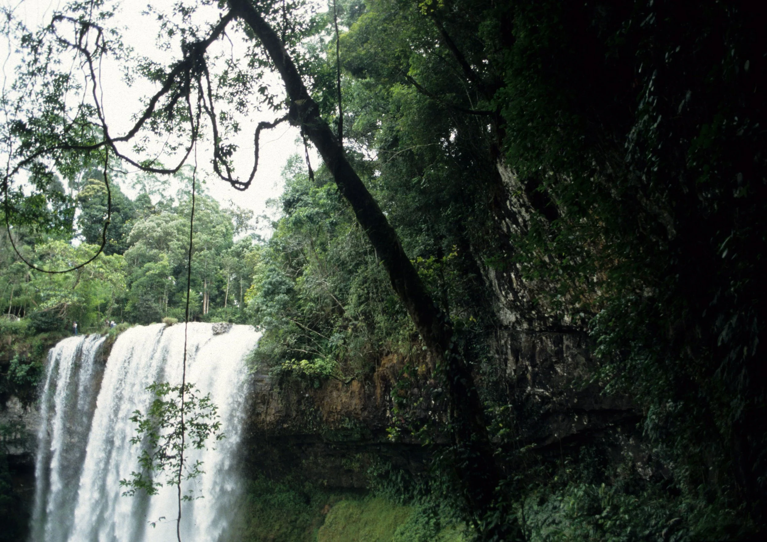 NAM CAT TIEN NATIONAL PARK - VIET NAM 1994.jpg