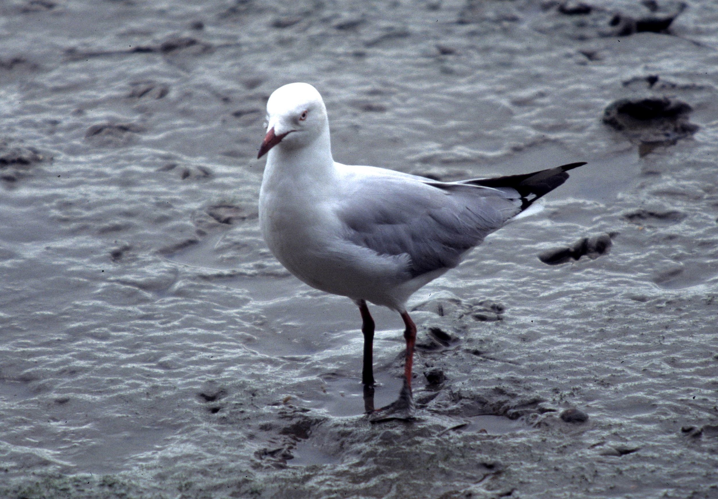 BIRD - GULL SPECIES - CAIRNS HARBOR AUSTRALIA.jpg