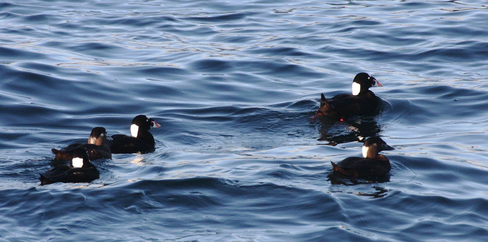 SCOTER - SURF SCOTER - Melanitta perspicillata - PORT ANGELES HARBOR WA (26).JPG