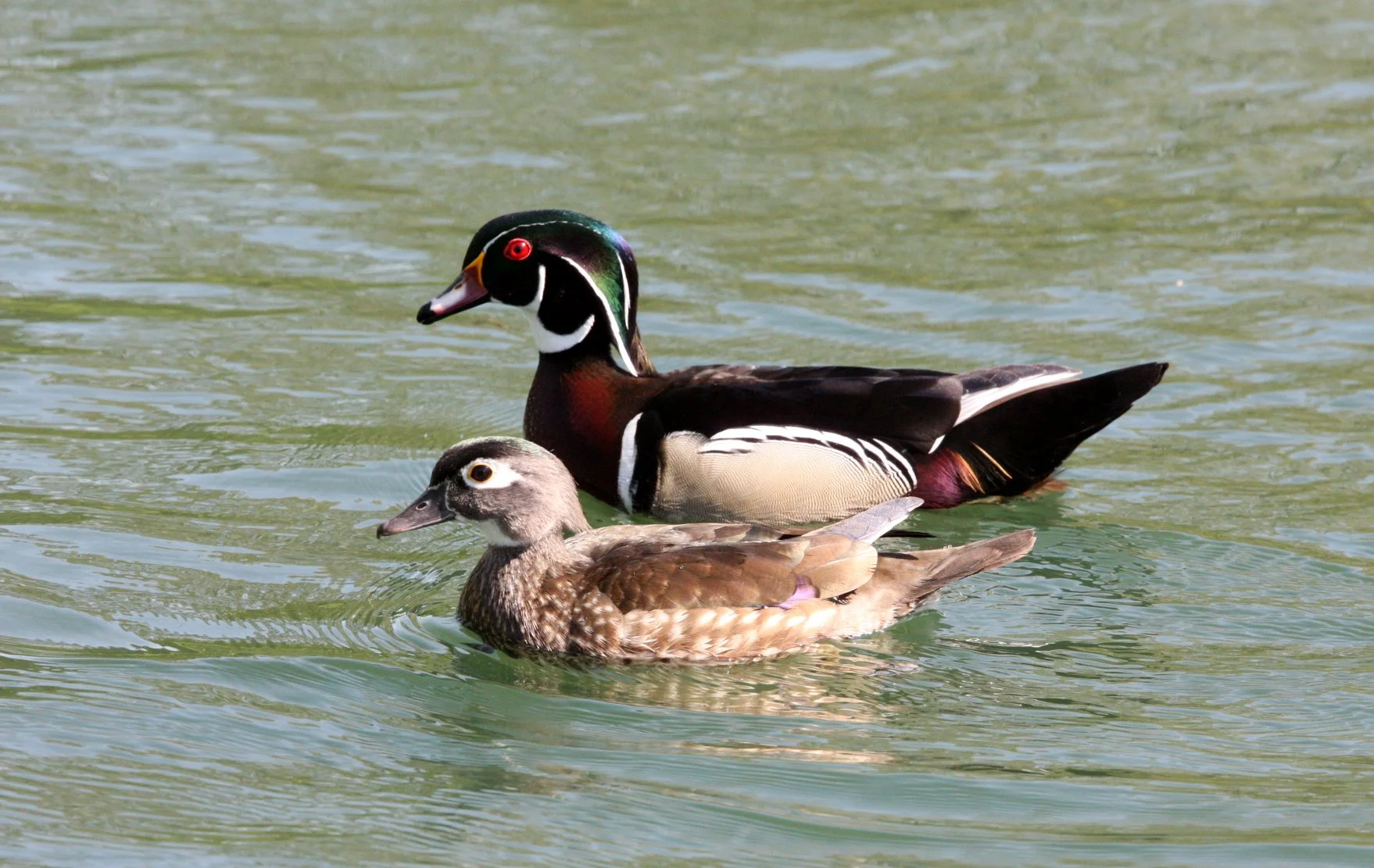DUCK - WOOD DUCK - Aix sponsa - SACRAMENTO CALIFORNIA (10).JPG