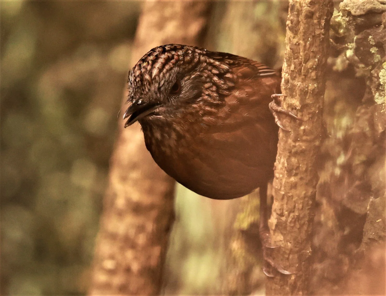 WREN-BABBLER - RUFOUS LIMESTONE WREN-BABBLER - Gypsophila calcicola - DOI ANG KHANG CHIANG MAI DEC 2022 (13).jpg