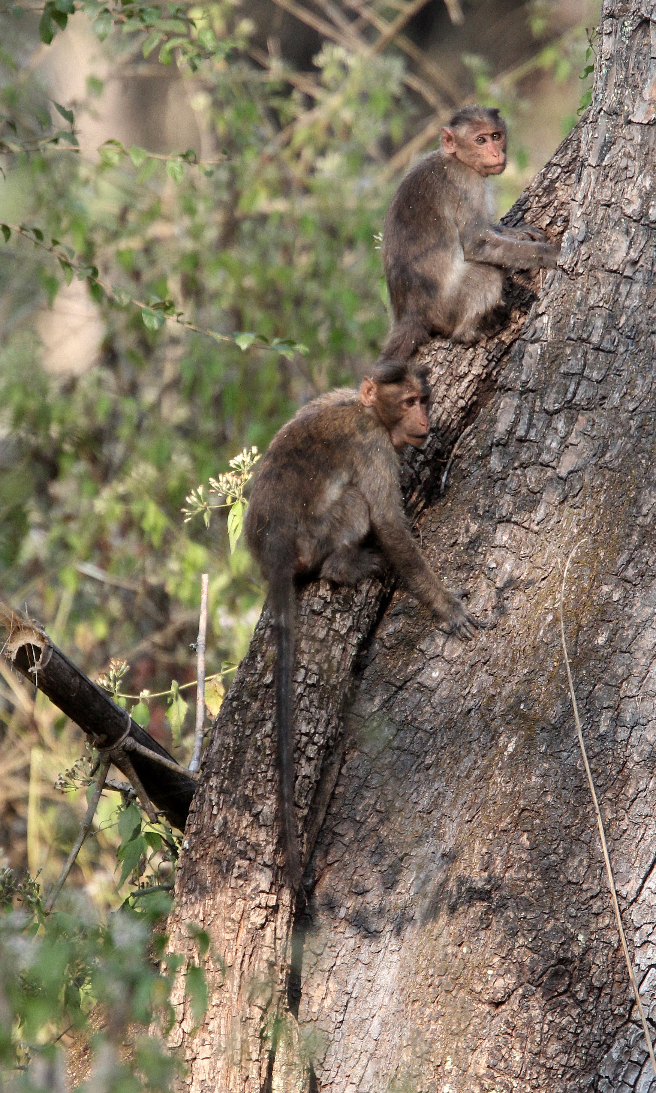 CERCOPITHECIDAE - Macaca radiata diluta - NORTHERN BONNET MACQUE - darker subspecies - TOPSLIP NATIONAL PARK TAMIL NADU INDIA (7).JPG