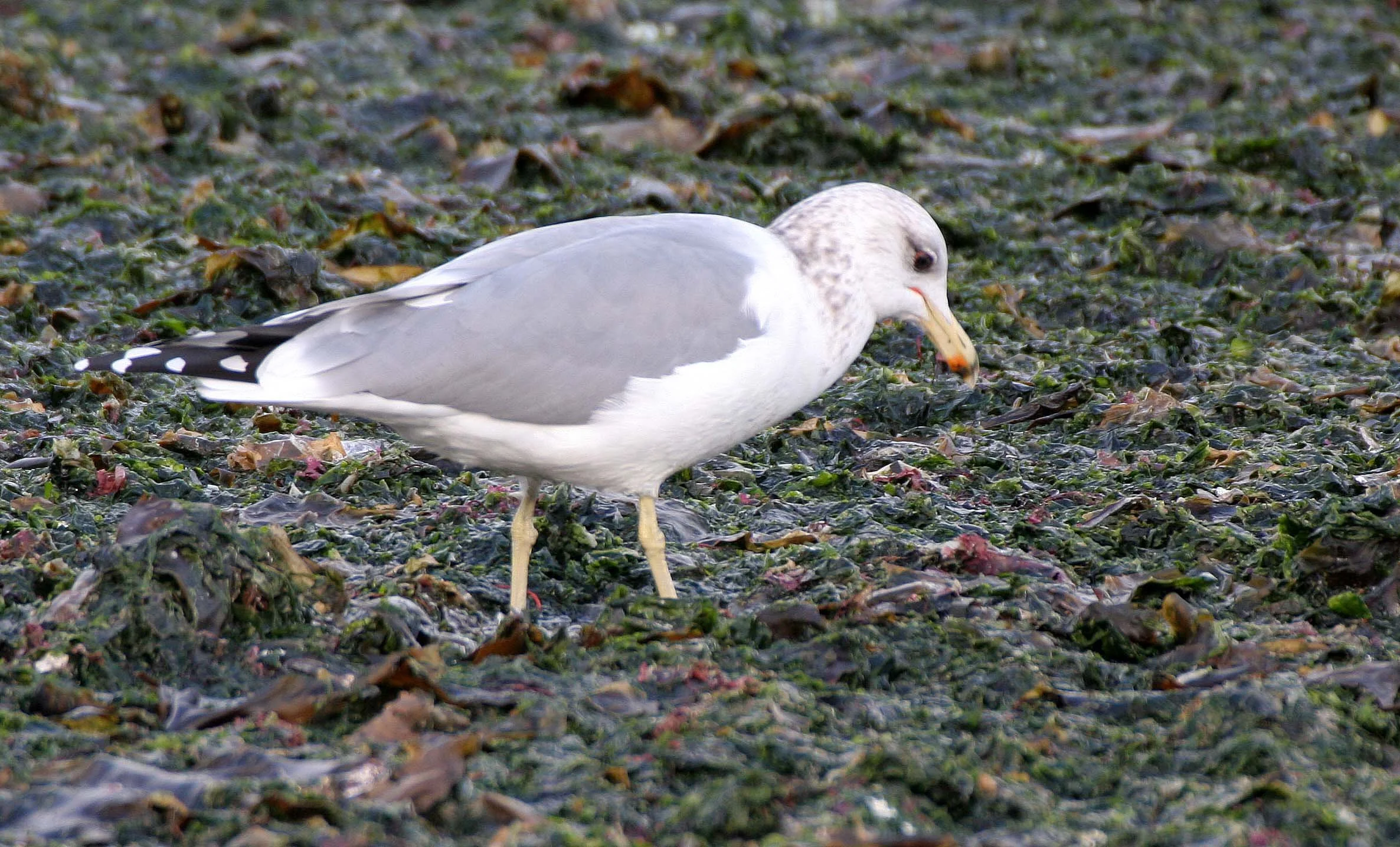 BIRD - GULL - CALIFORNIA - THREE CRABS (3).jpg