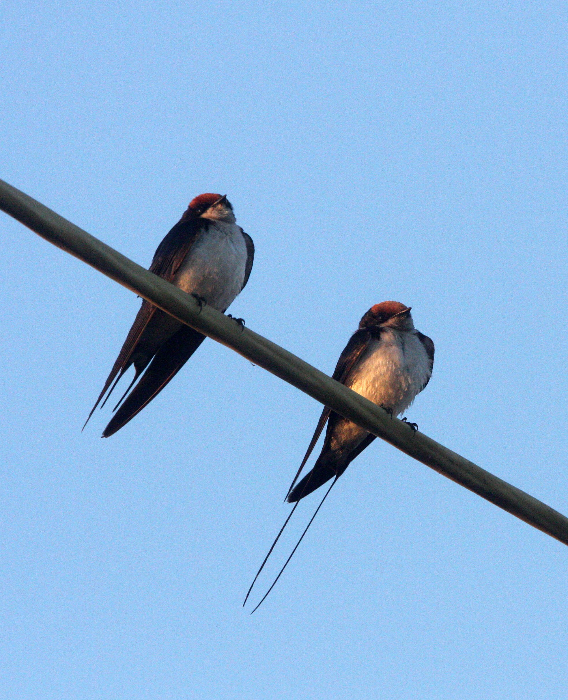 Wire-tailed Swallow (Hirundo smithii) Rann of Kutch Gujarat India (3).JPG