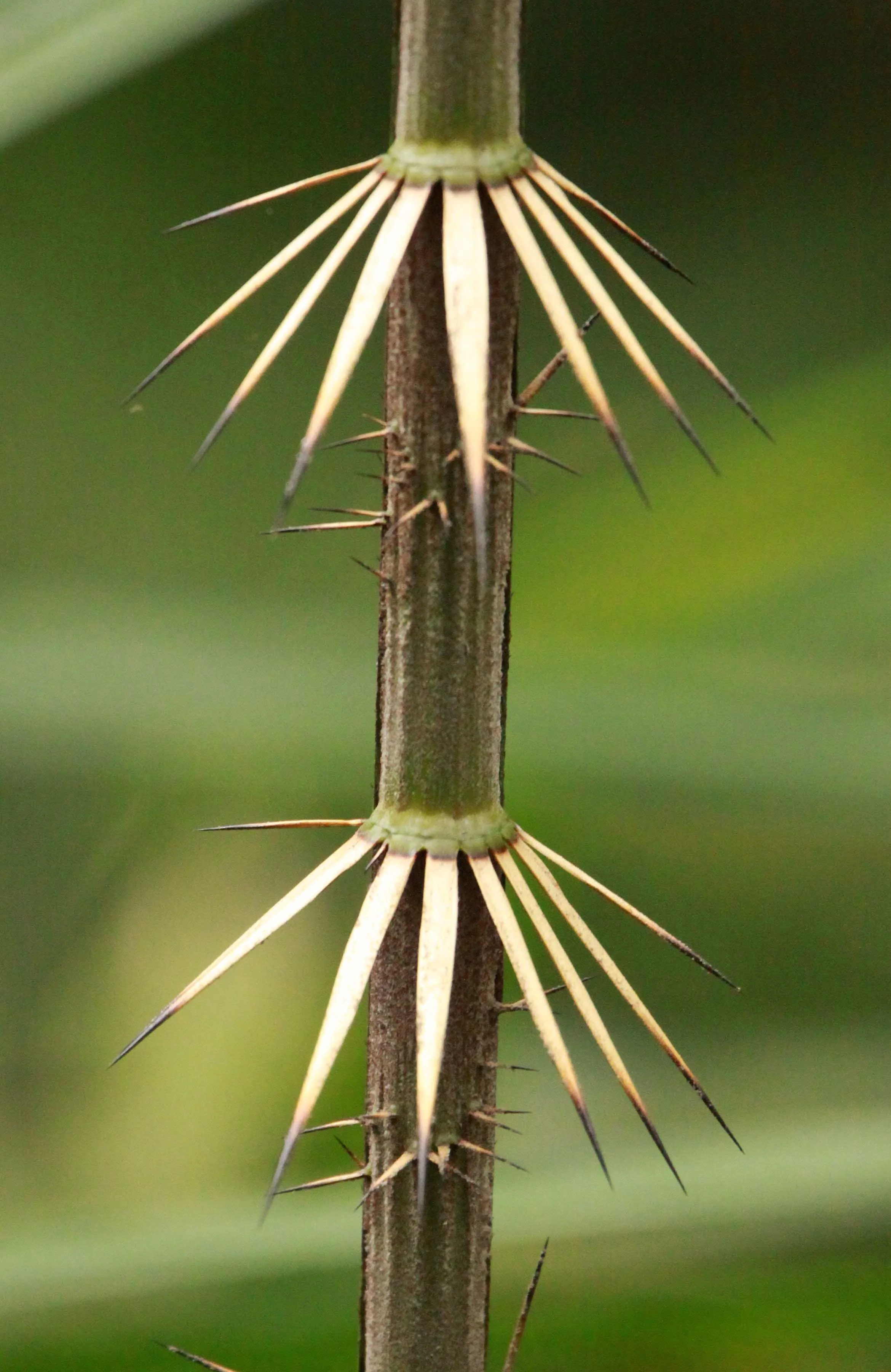CAT TIEN NATIONAL PARK VIET NAM (143).JPG
