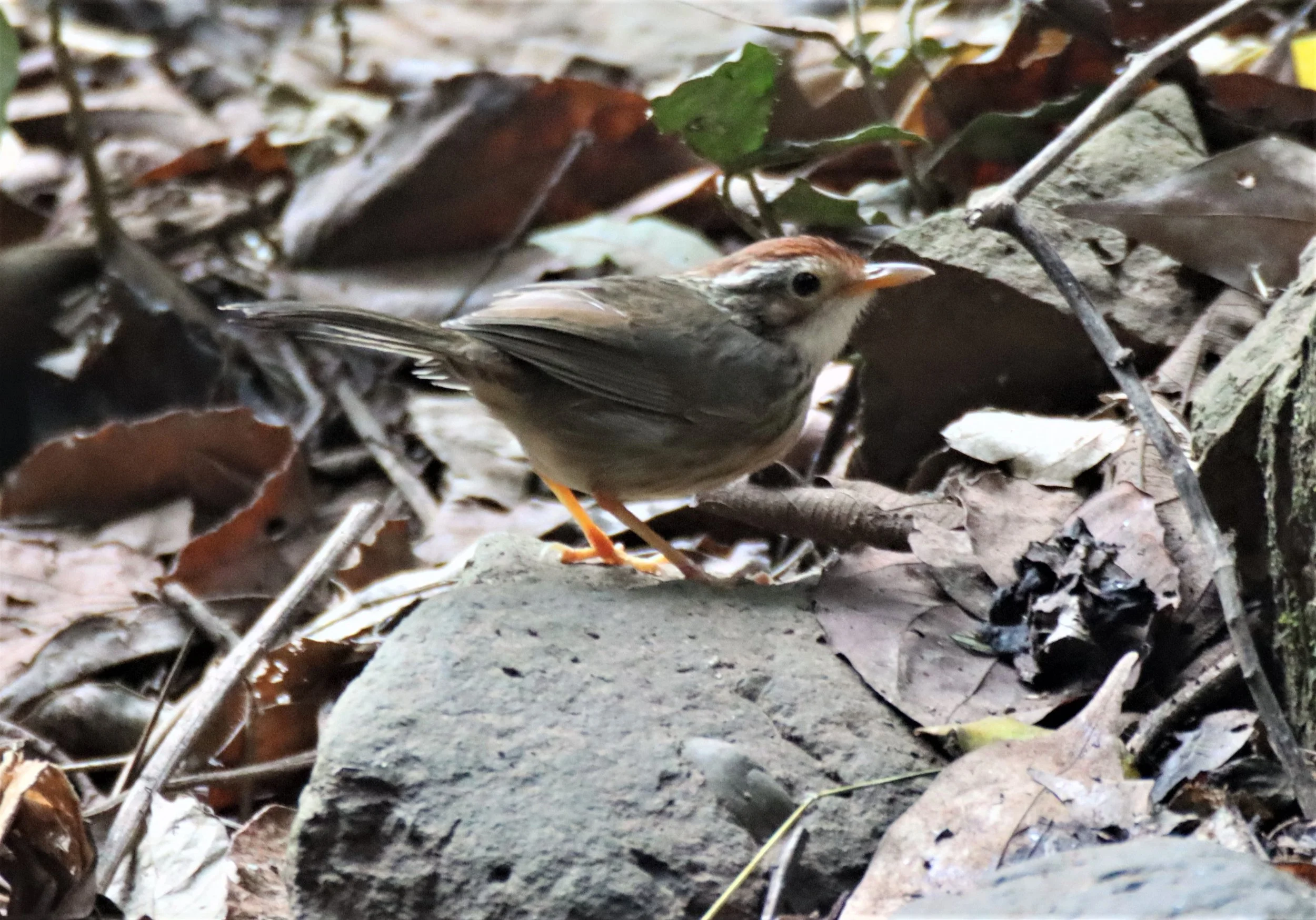 BABBLER - PUFF-THROATED BABBLER - Pellorneum ruficeps - NEUNG HIDE KAENG KRACHAN (11).jpg