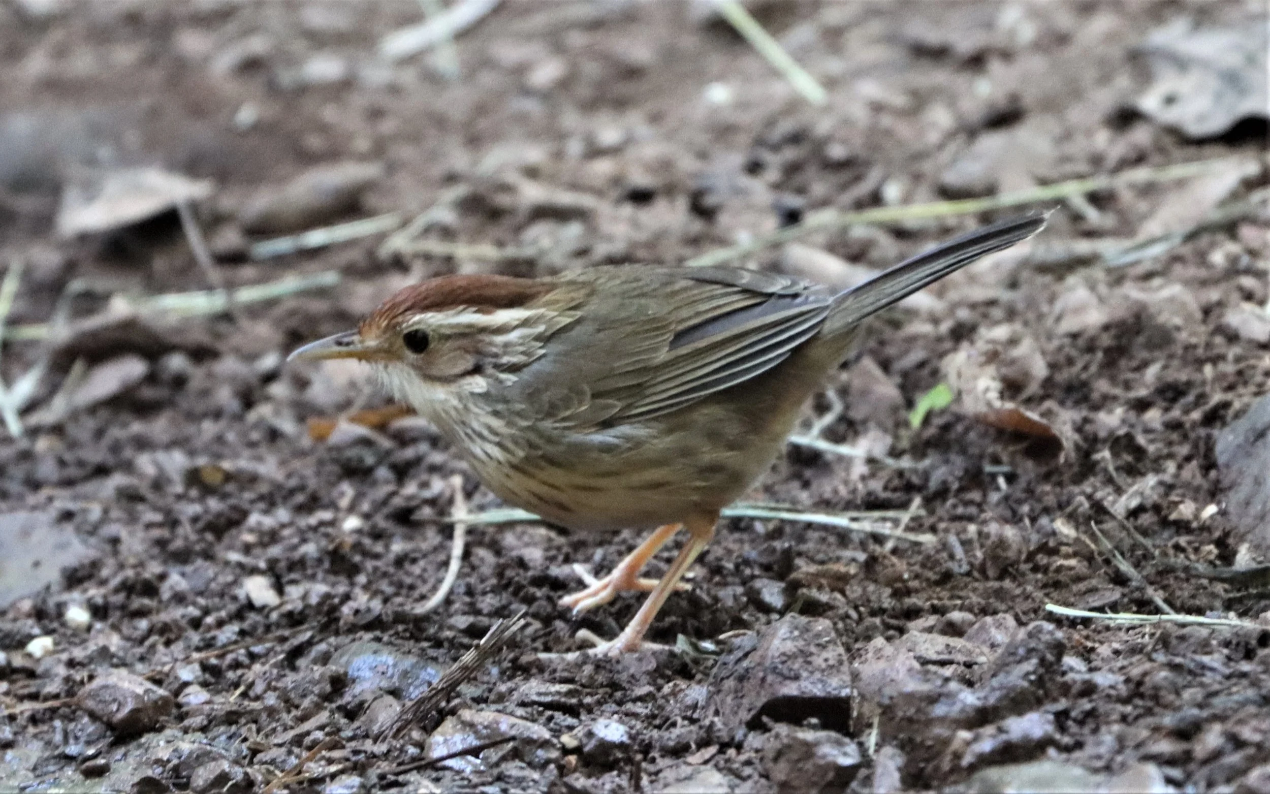 BABBLER - PUFF-THROATED BABBLER - Pellorneum ruficeps - NEUNG HIDE KAENG KRACHAN (2).jpg
